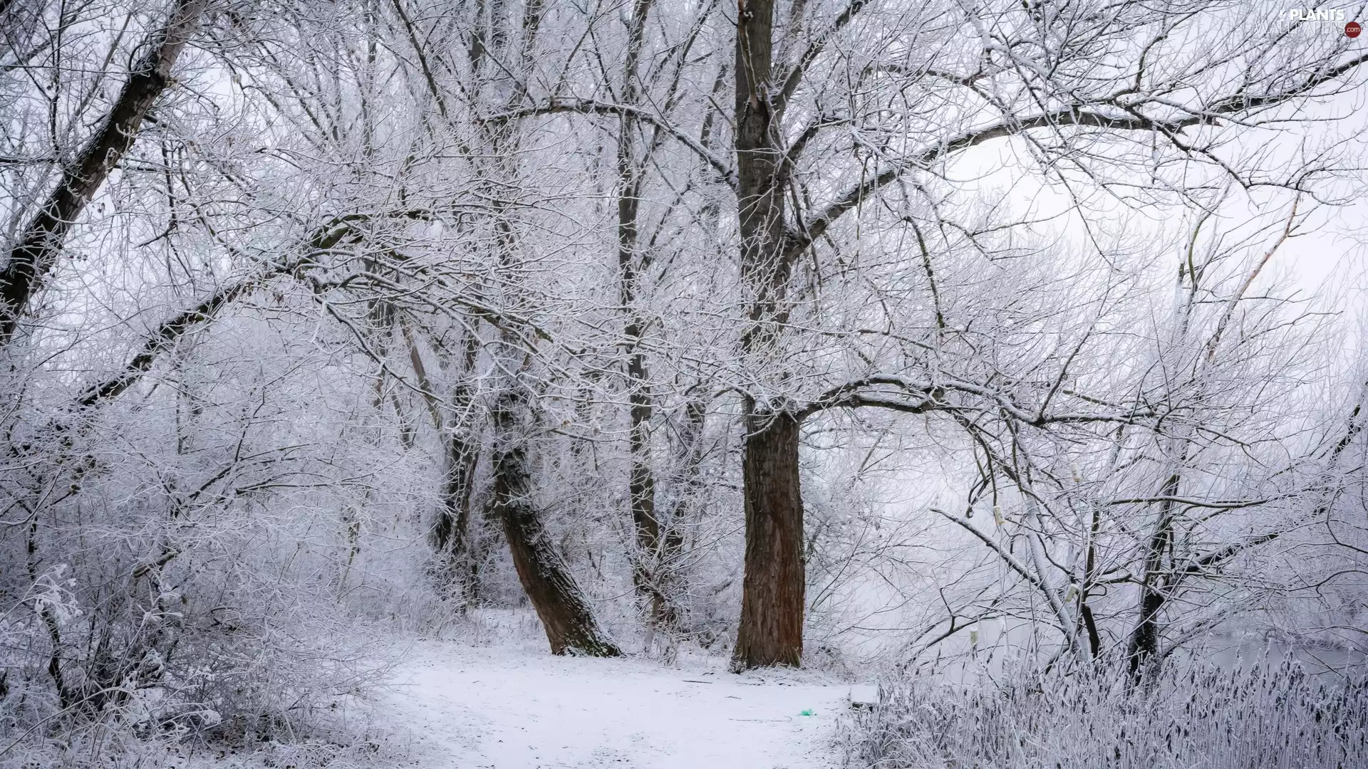 viewes, winter, Snowy, branch pics, forest, trees