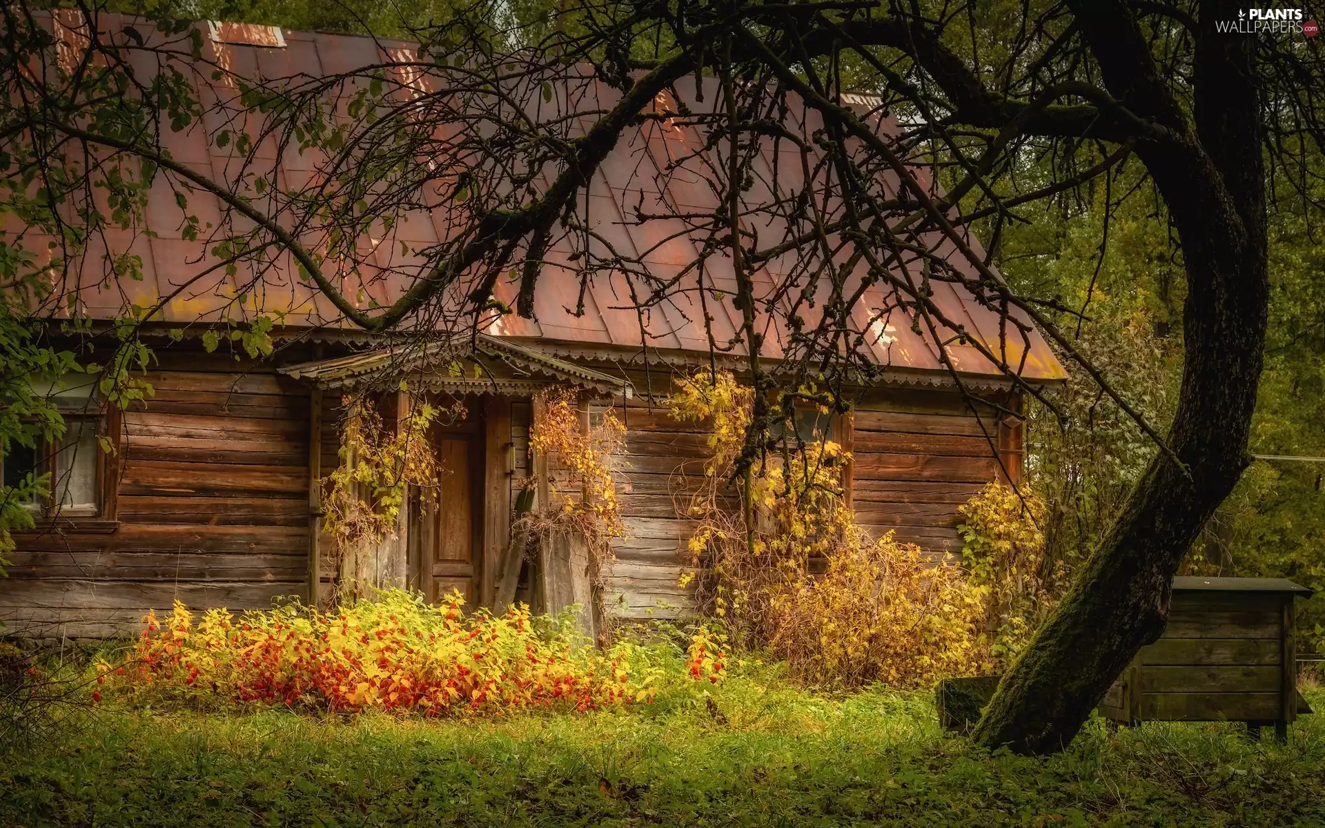 house, forest, trees, branch pics, wooden, autumn