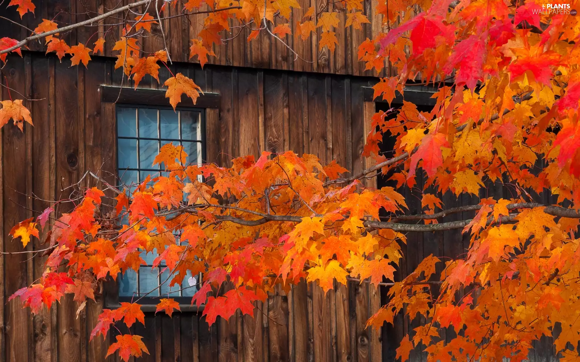 Leaf, Window, maple, branch pics, trees
