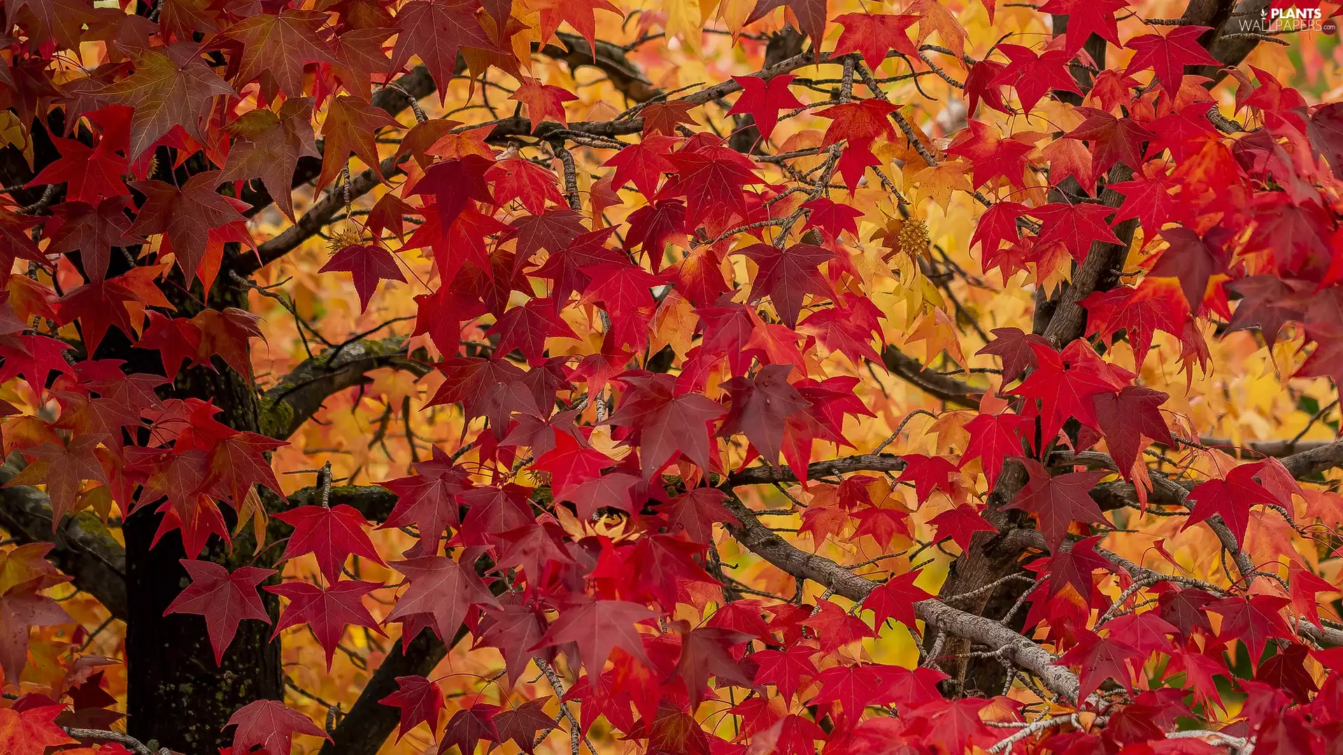Red, Leaf, maple, branch pics, trees