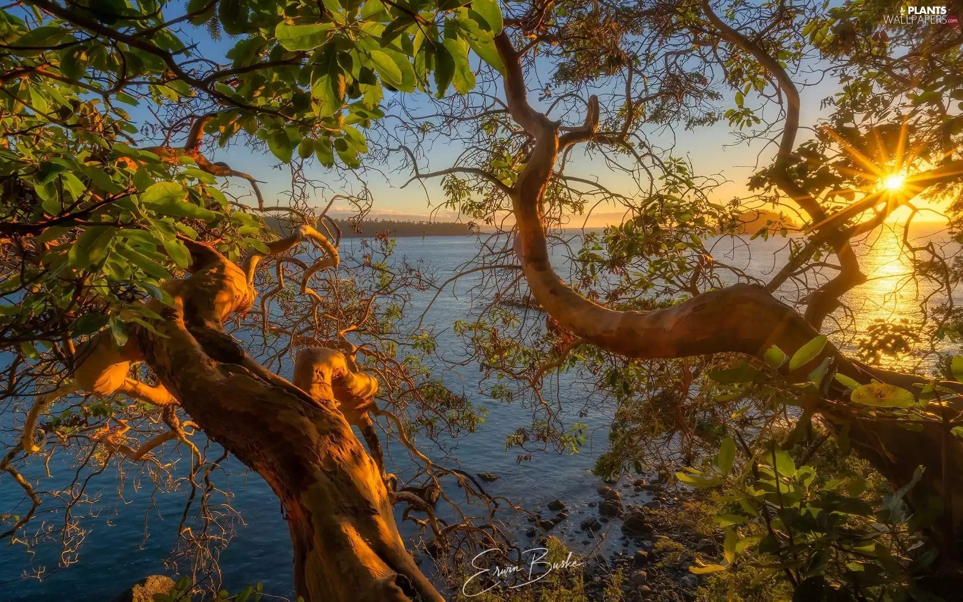 branch pics, rays of the Sun, trees, viewes, sea
