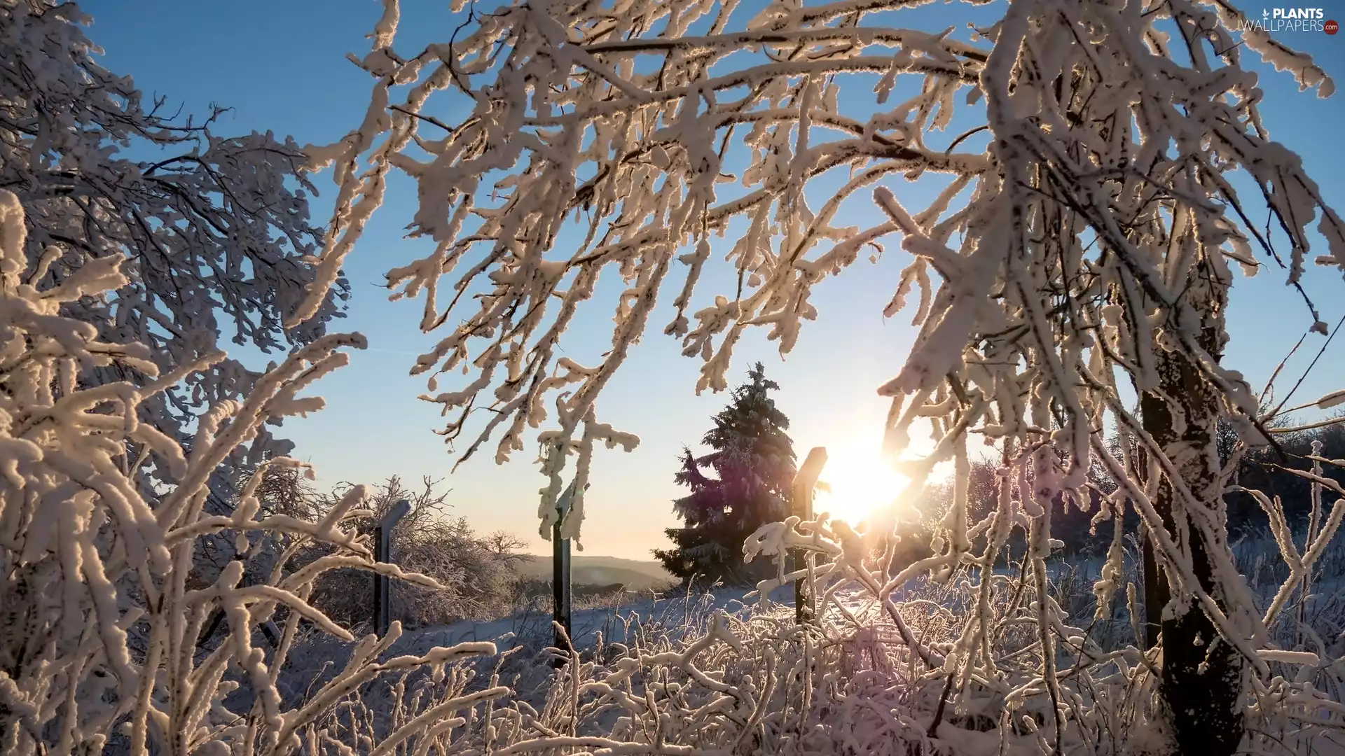 branch pics, rays of the Sun, trees, viewes, winter