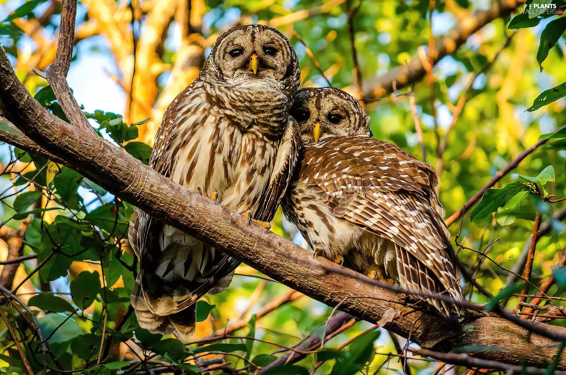 trees, viewes, Owls, branch pics, Two