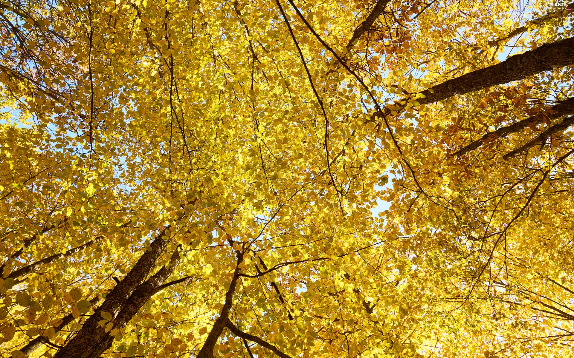 Leaf, autumn, viewes, branch pics, trees, Yellow