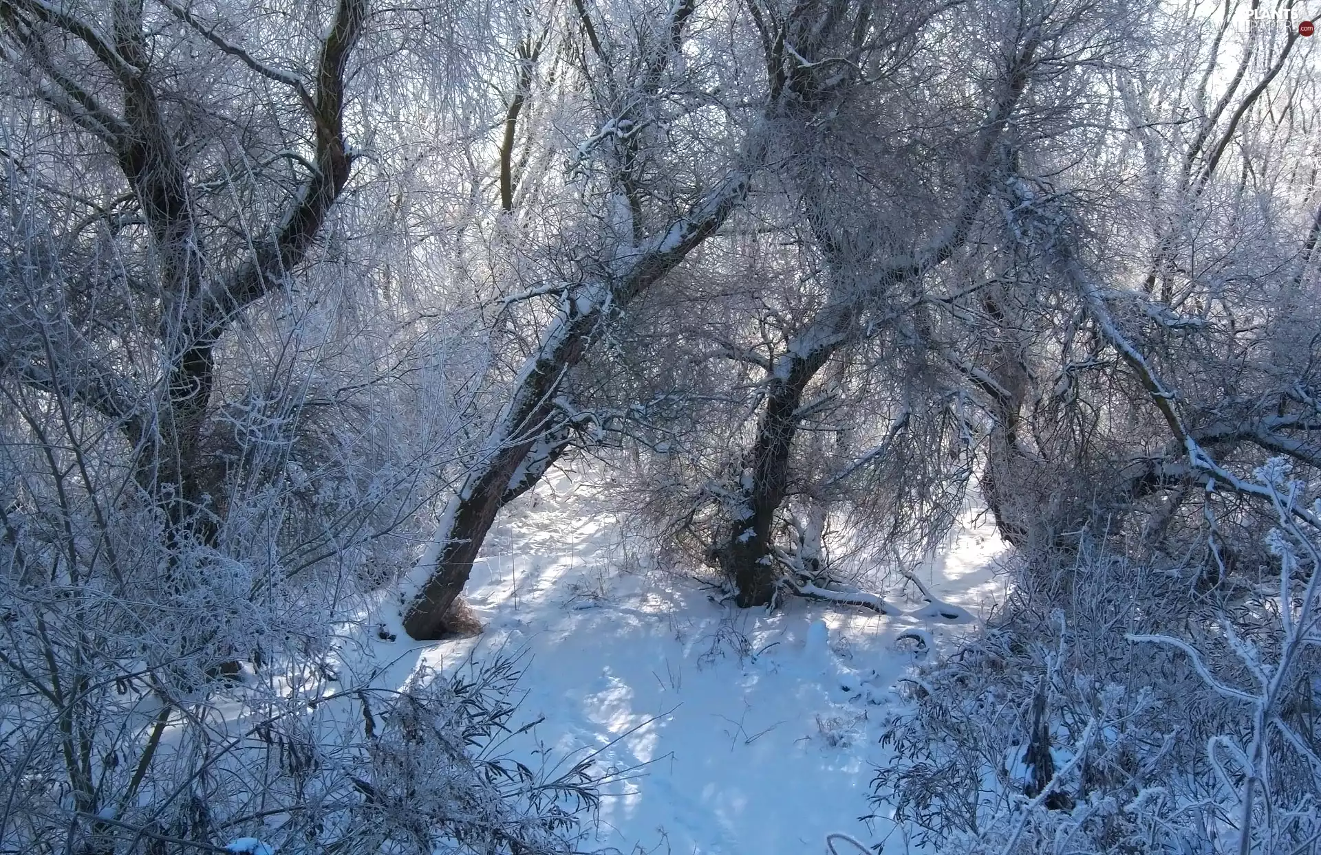 snow, winter, viewes, branch pics, trees, forest