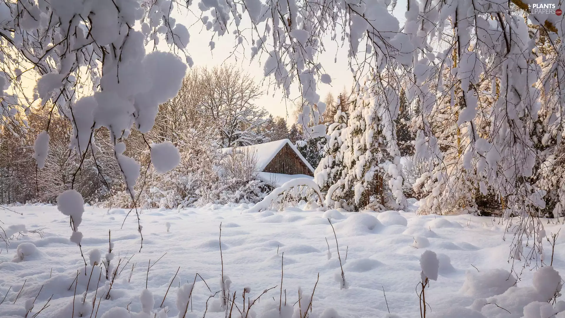 Snowy, winter, viewes, branch pics, trees, house
