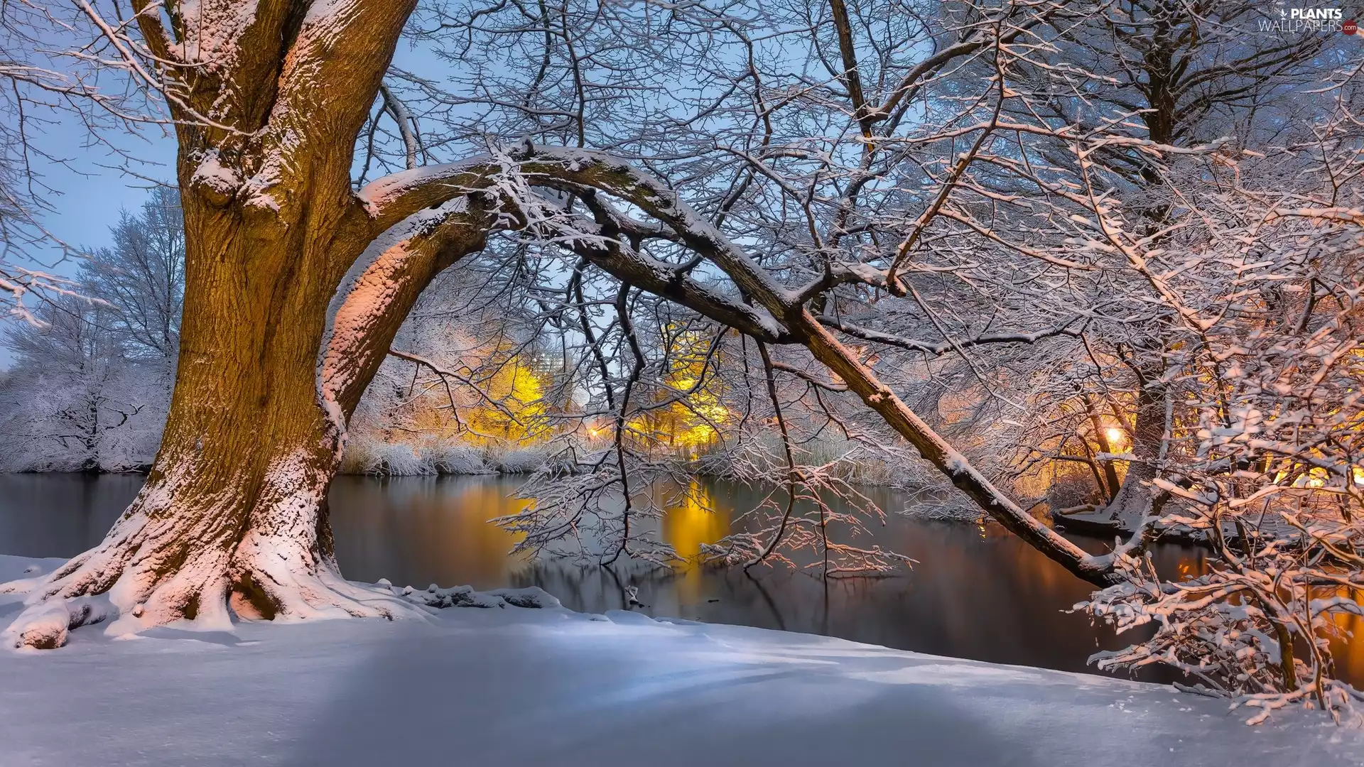 Snowy, winter, viewes, branch pics, trees, River