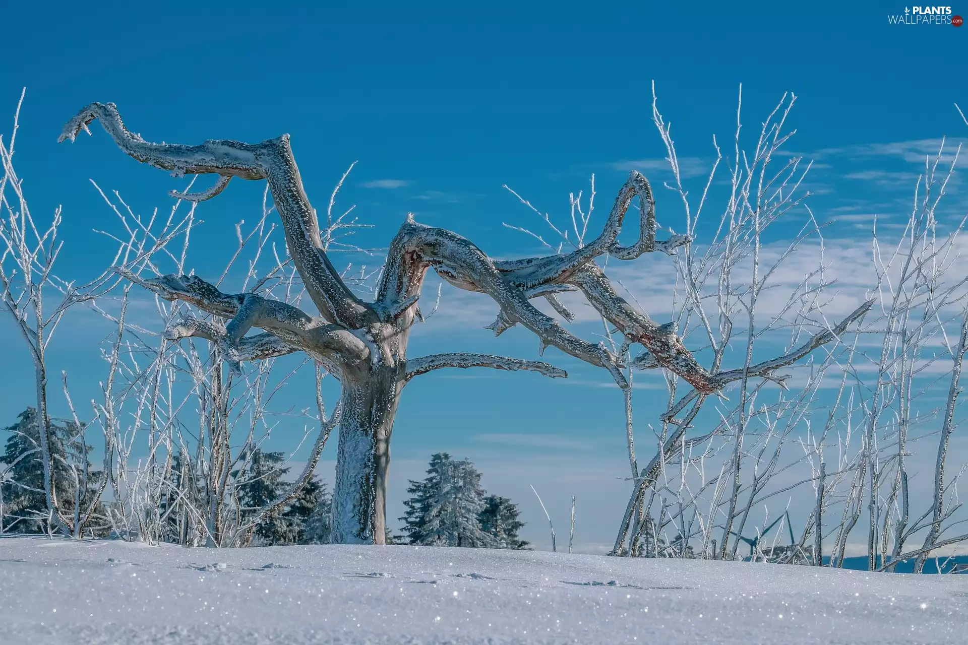 frosty, winter, viewes, branch pics, trees, snow