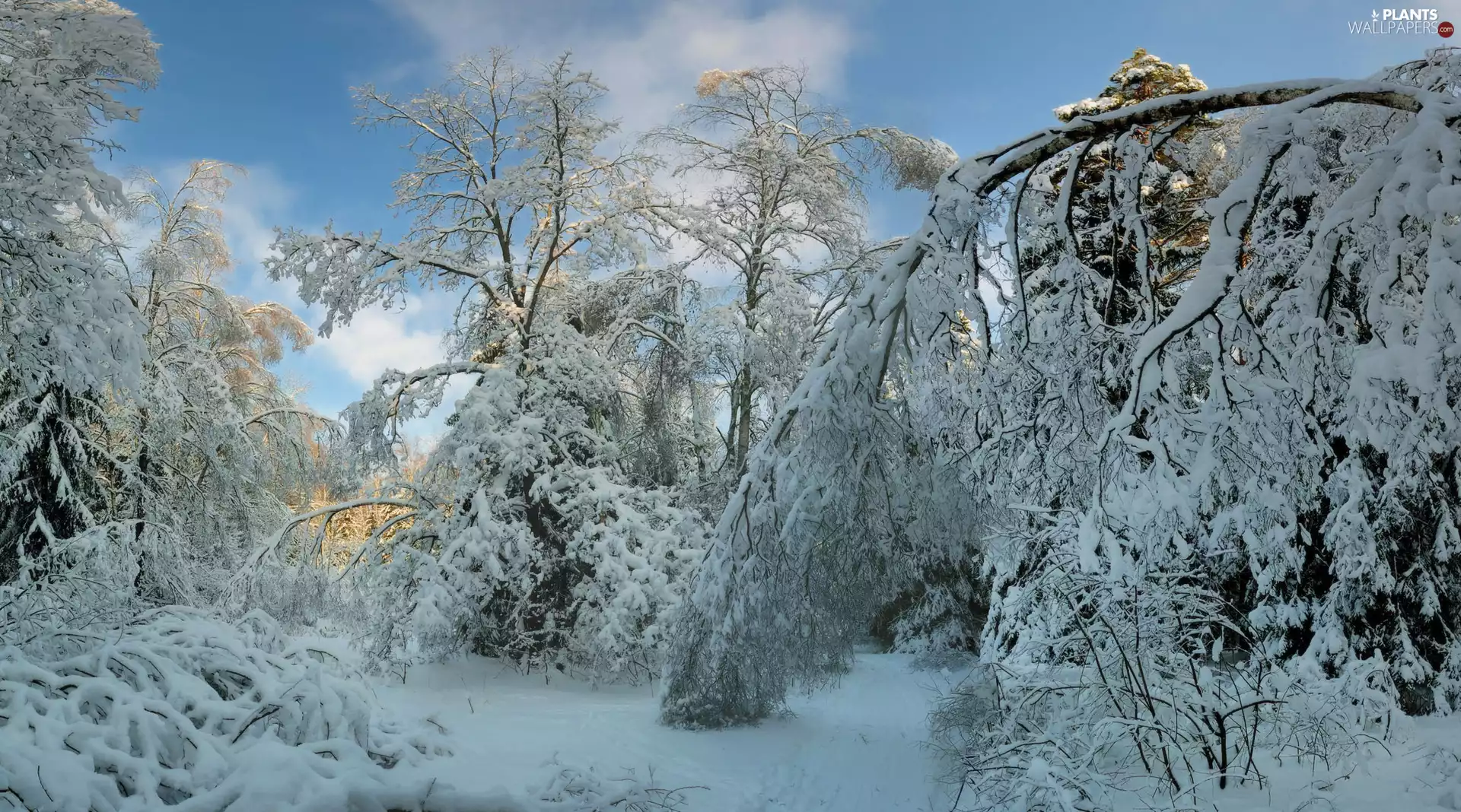 Snowy, winter, viewes, branch pics, trees, snow