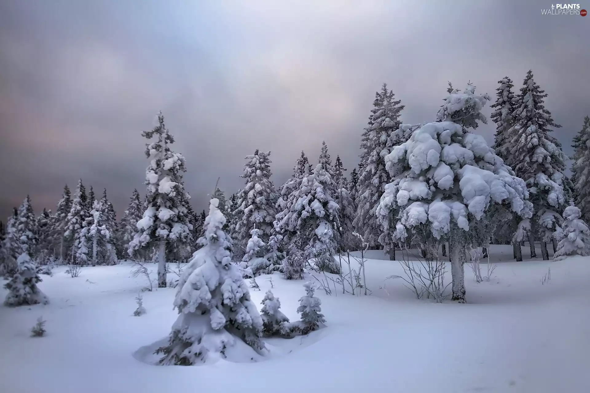 trees, viewes, Snowy, branch pics, winter
