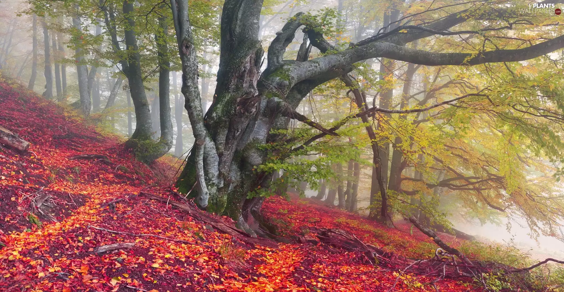 viewes, branches, forest, trees, autumn