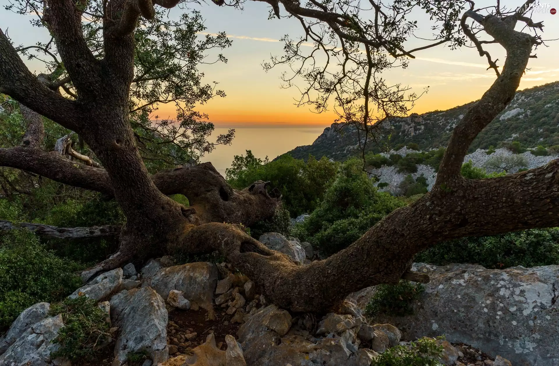 trees, Stones, sea, branches, The Hills