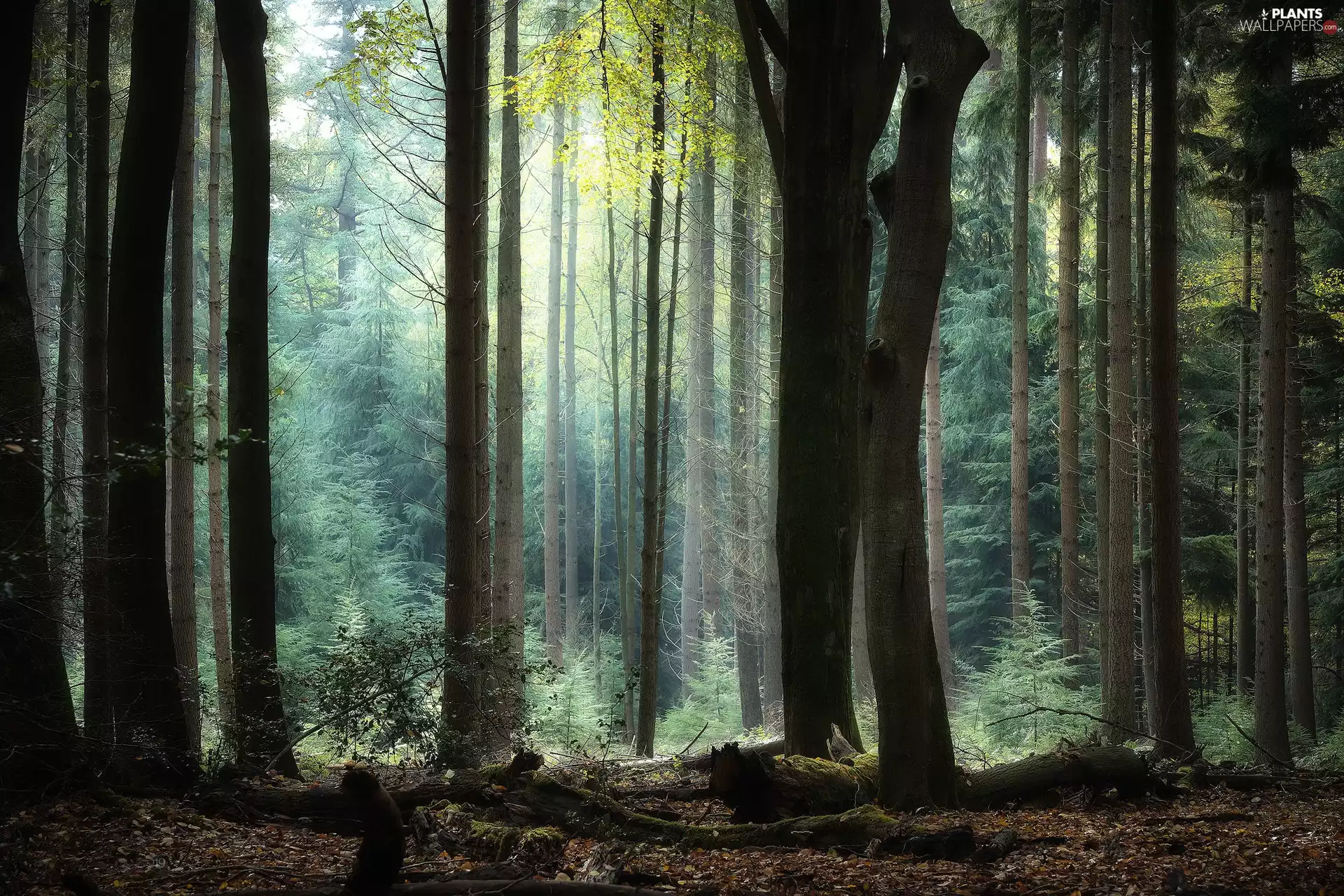 trees, forest, dry, branches, viewes, Stems