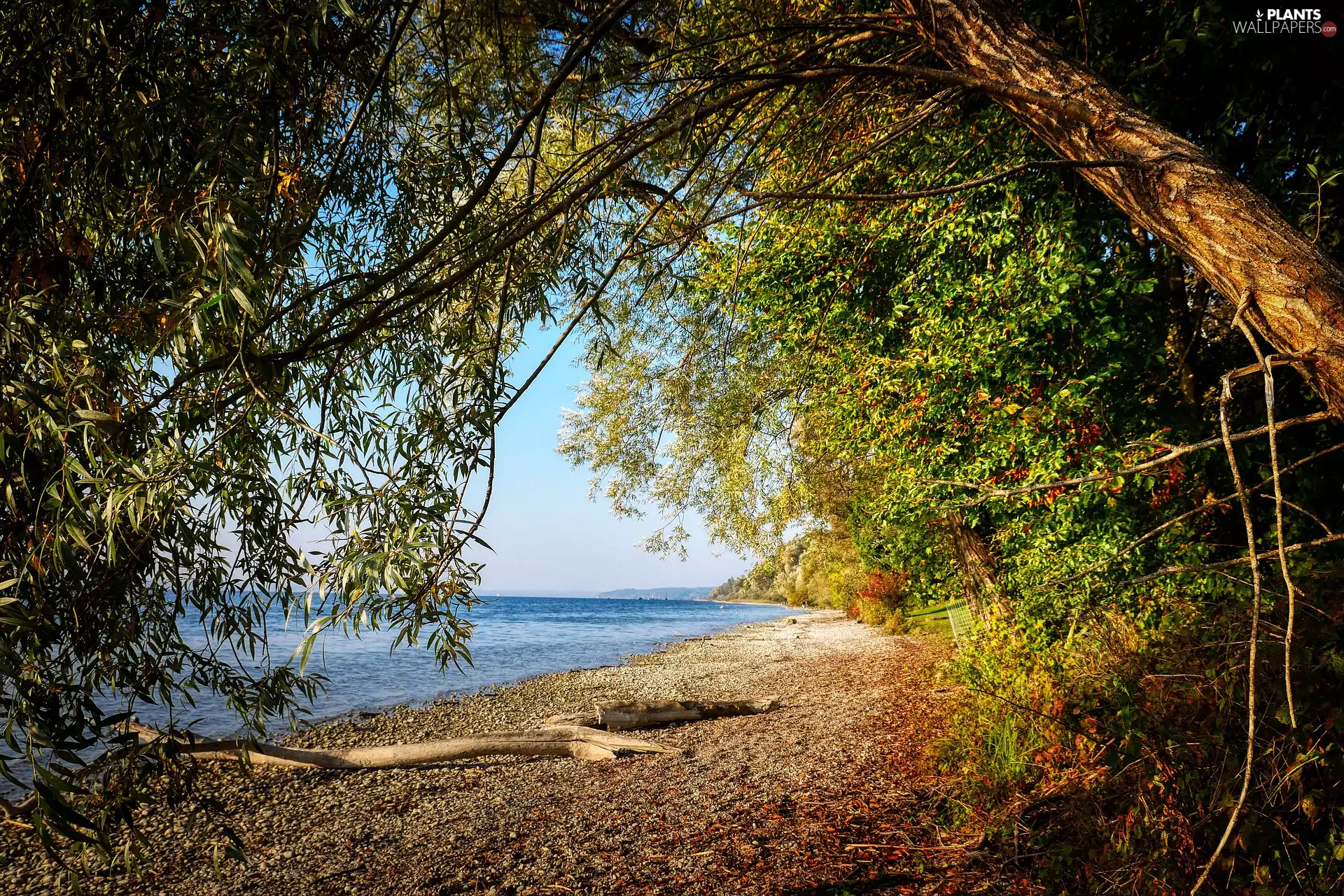 lake, branches, trees, viewes, autumn