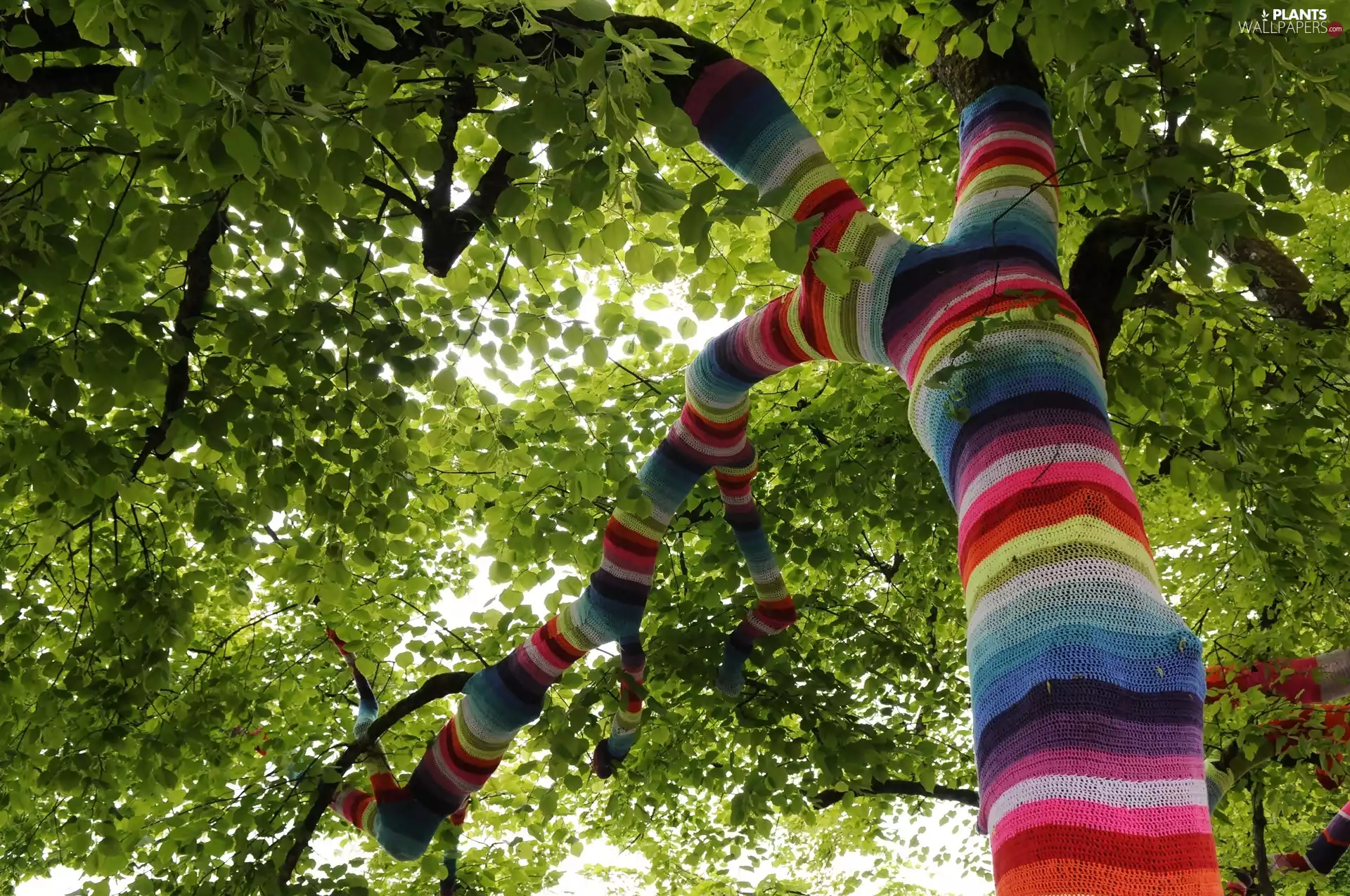 trees, color, coat, branches