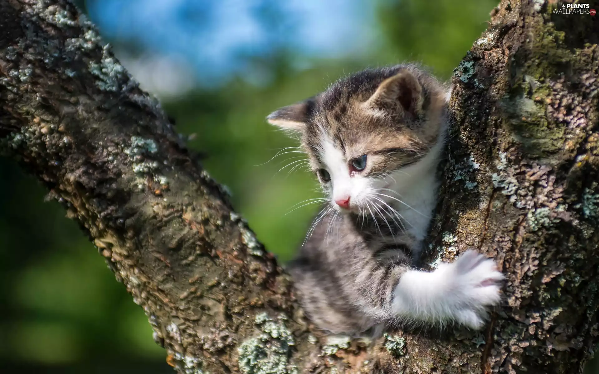 branches, kitten, trees