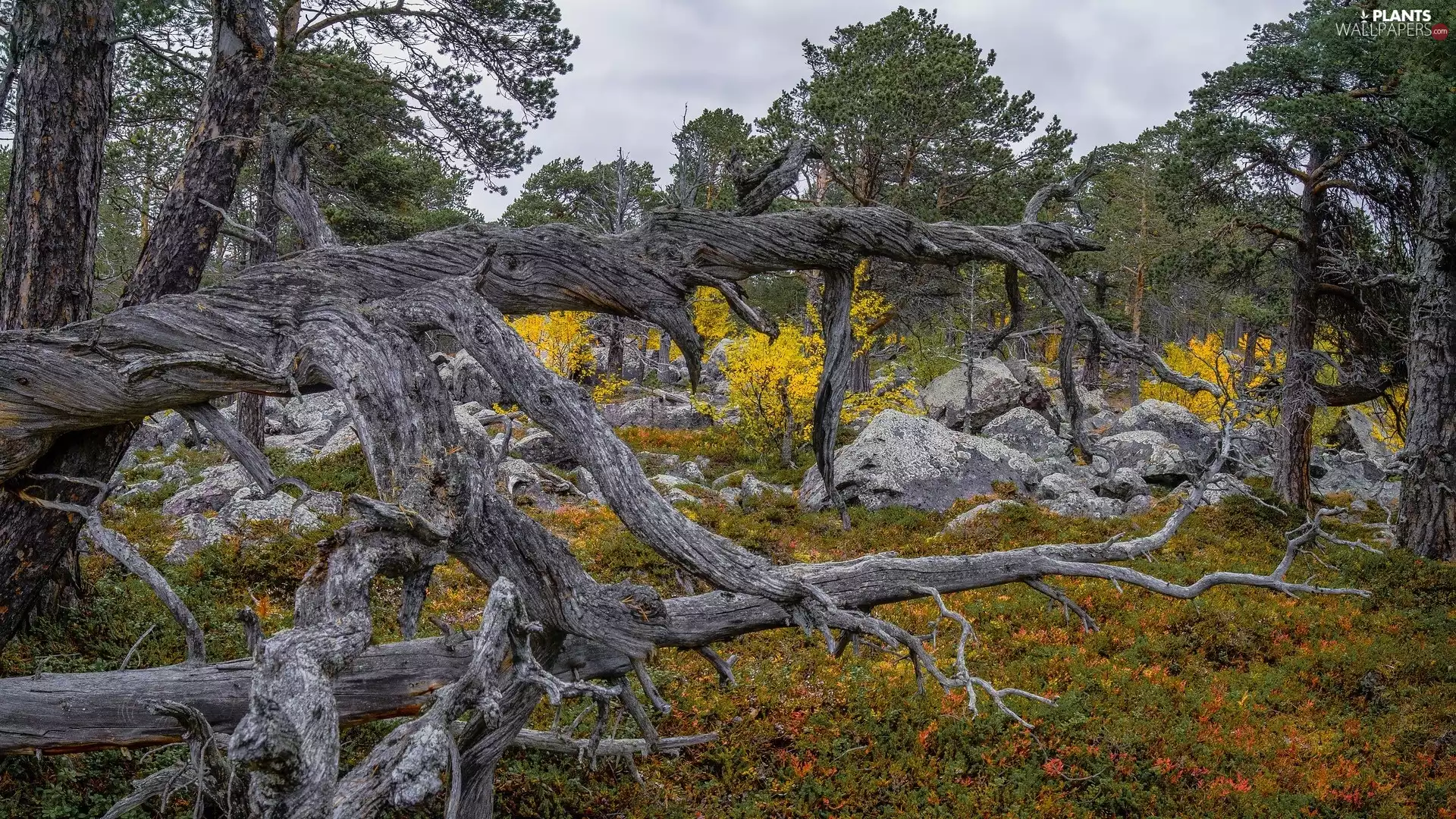 dry, branches, trees, viewes, rocks
