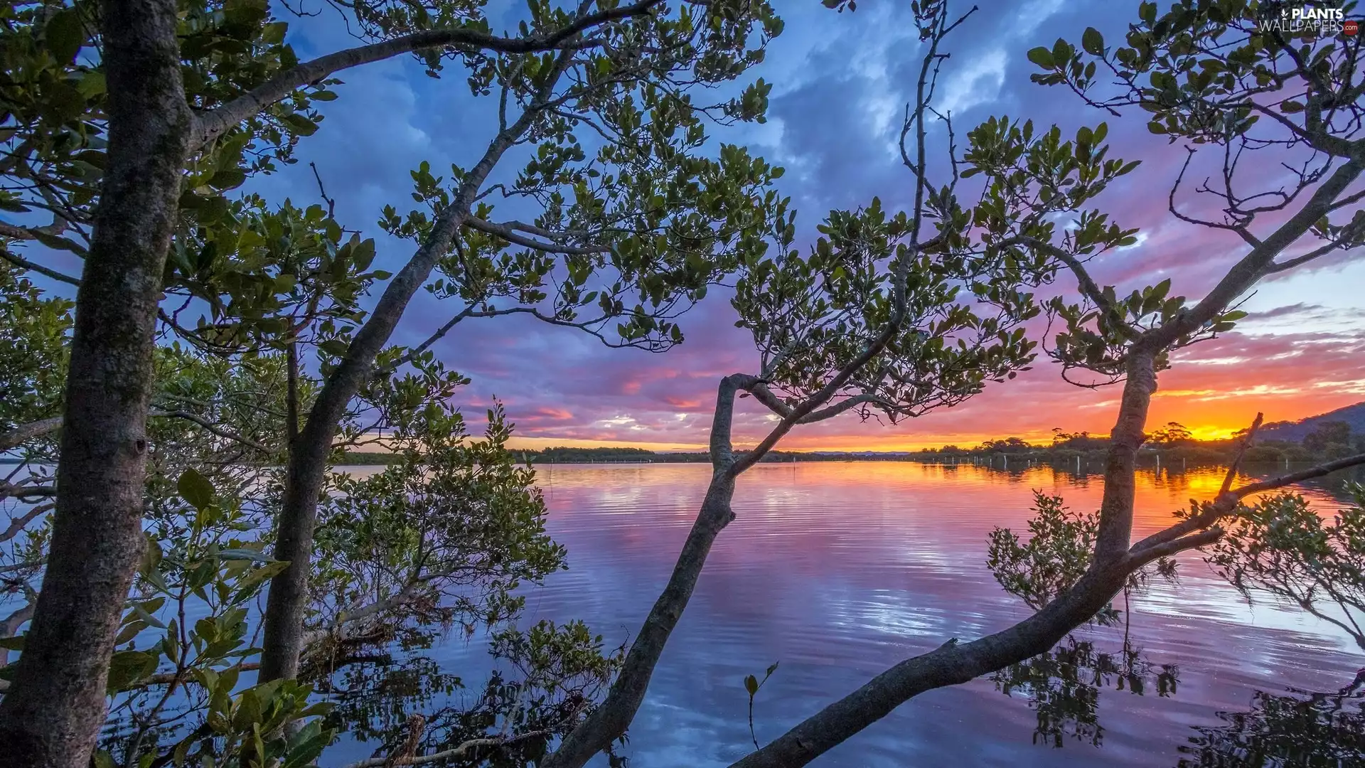 lake, branches, trees, Great Sunsets