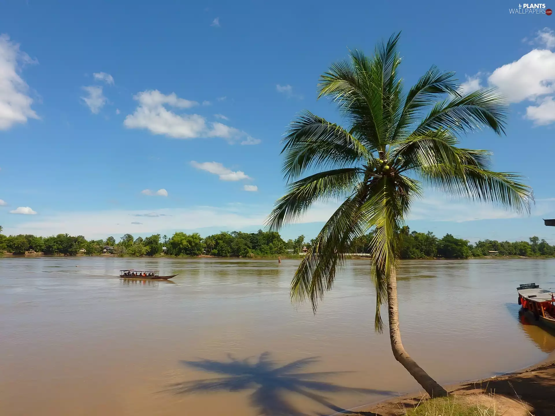 Palm, Brazil, amazon, coast, River