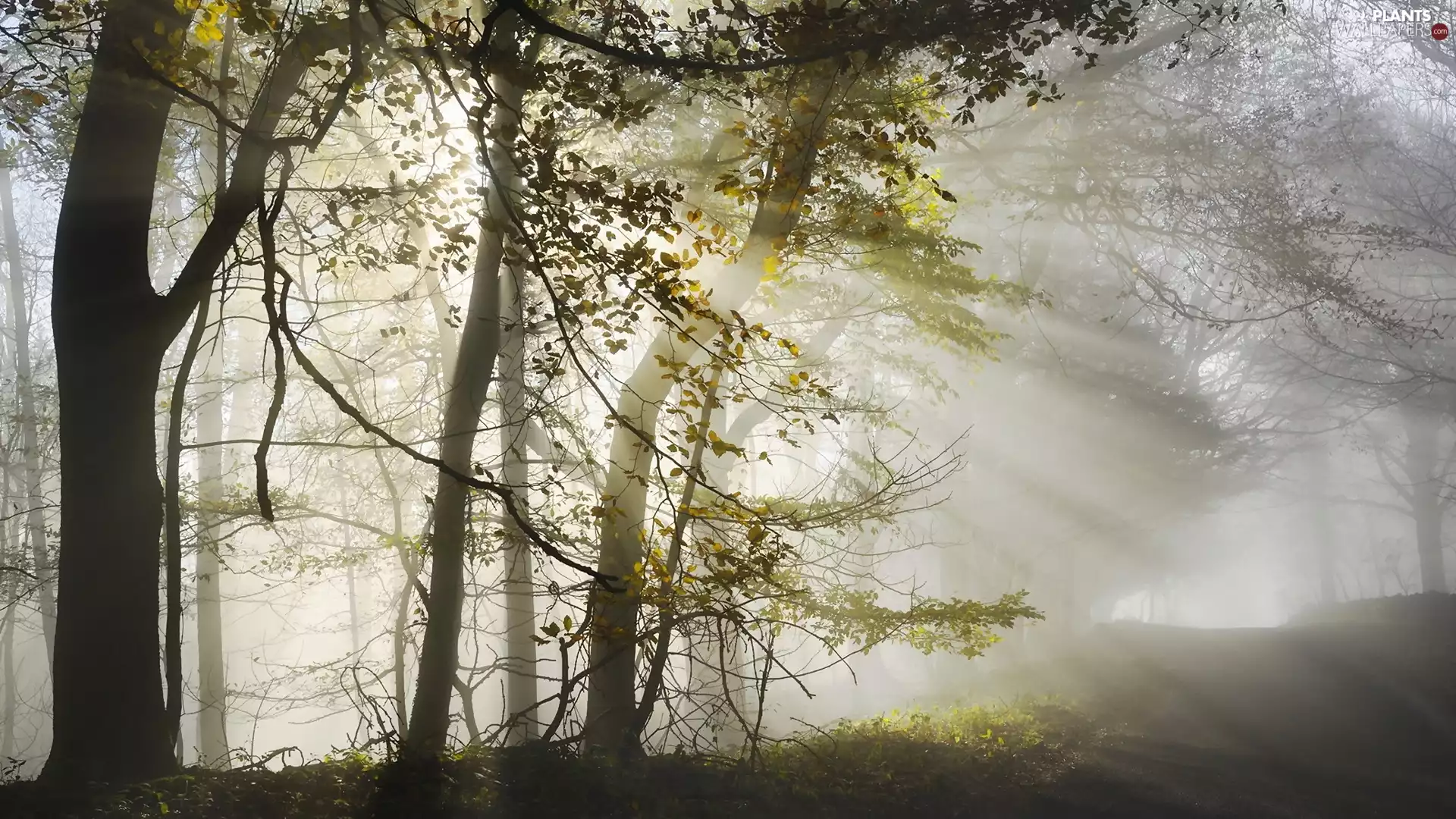 trees, Fog, light breaking through sky, viewes