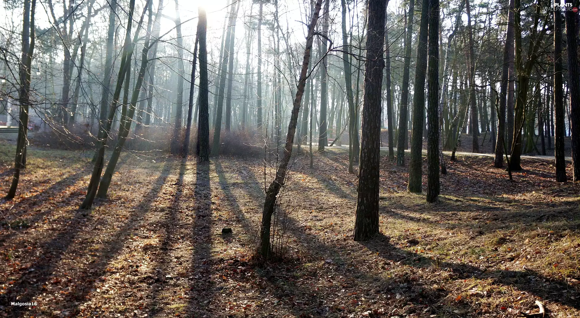 trees, Park, light breaking through sky, viewes