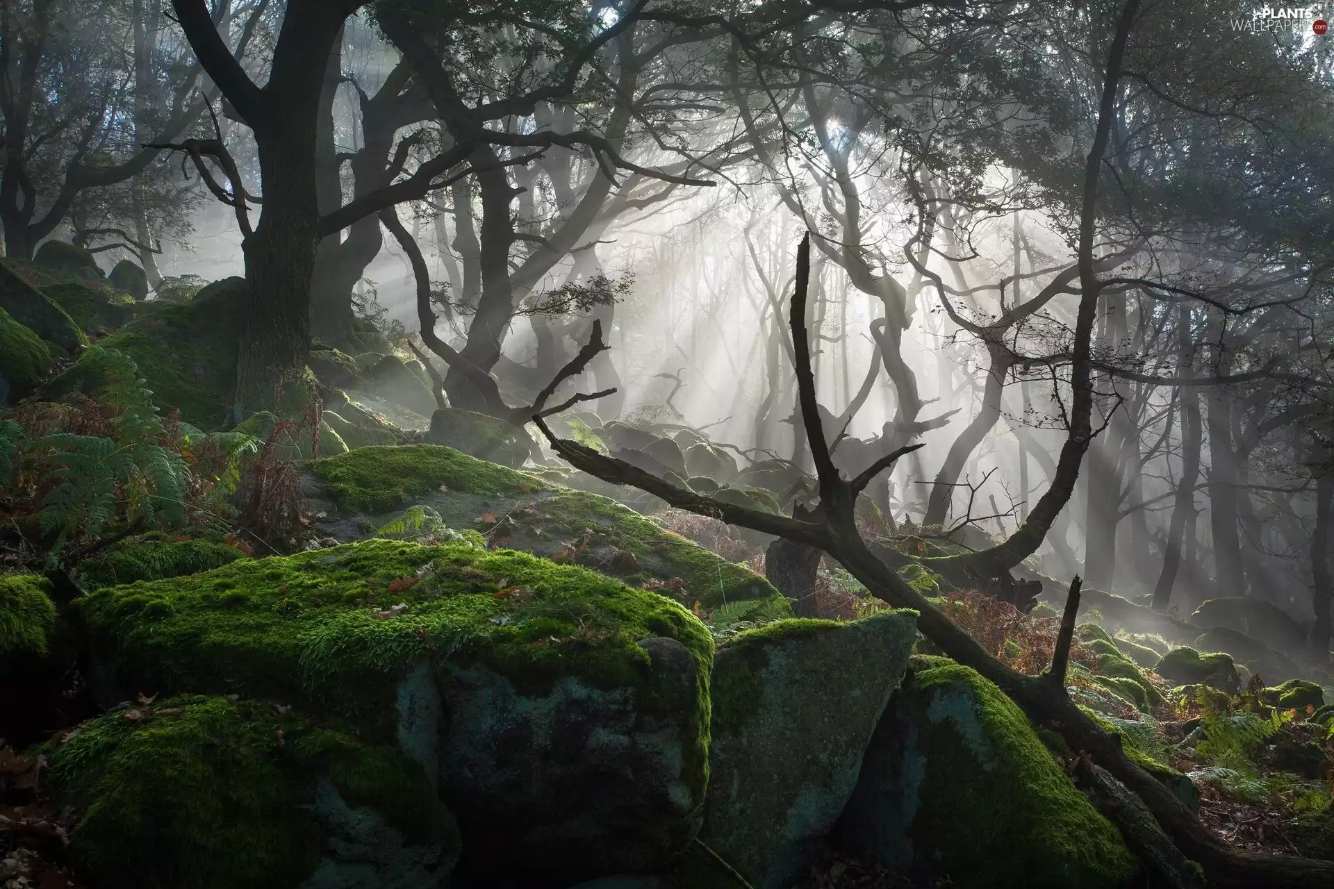 forest, Stones, light breaking through sky, mossy