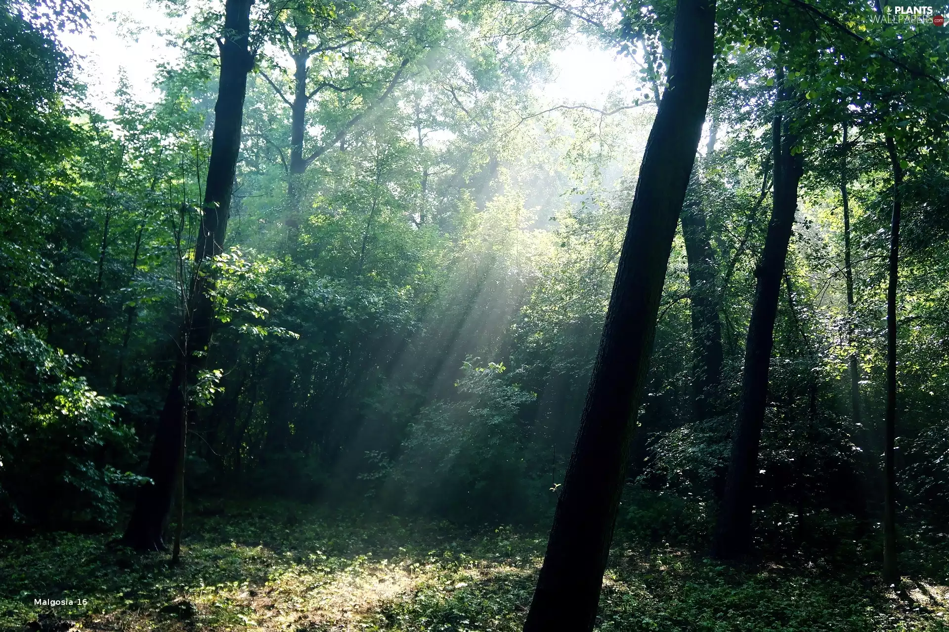 forest, viewes, light breaking through sky, trees