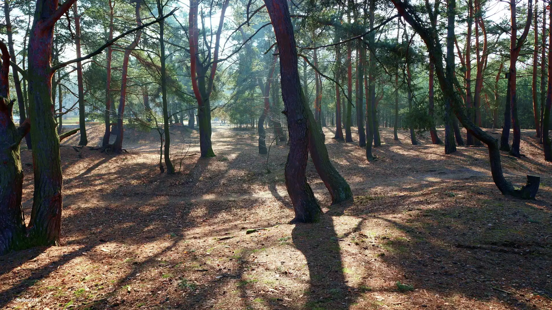 Park, viewes, light breaking through sky, trees