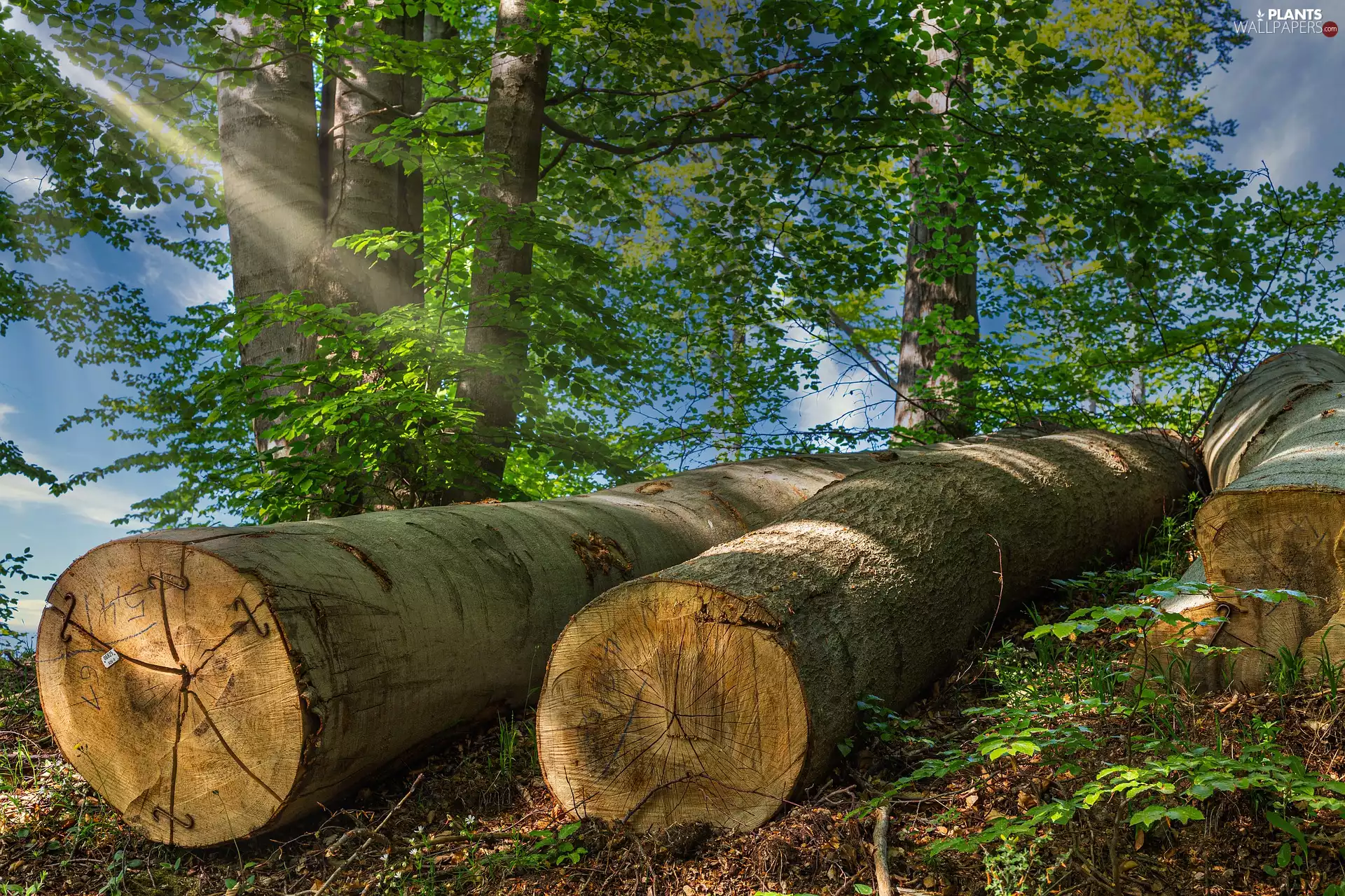 Stems, viewes, light breaking through sky, trees