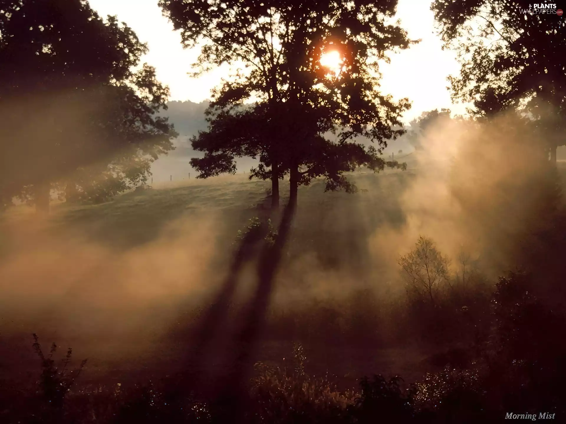 light breaking through sky, trees