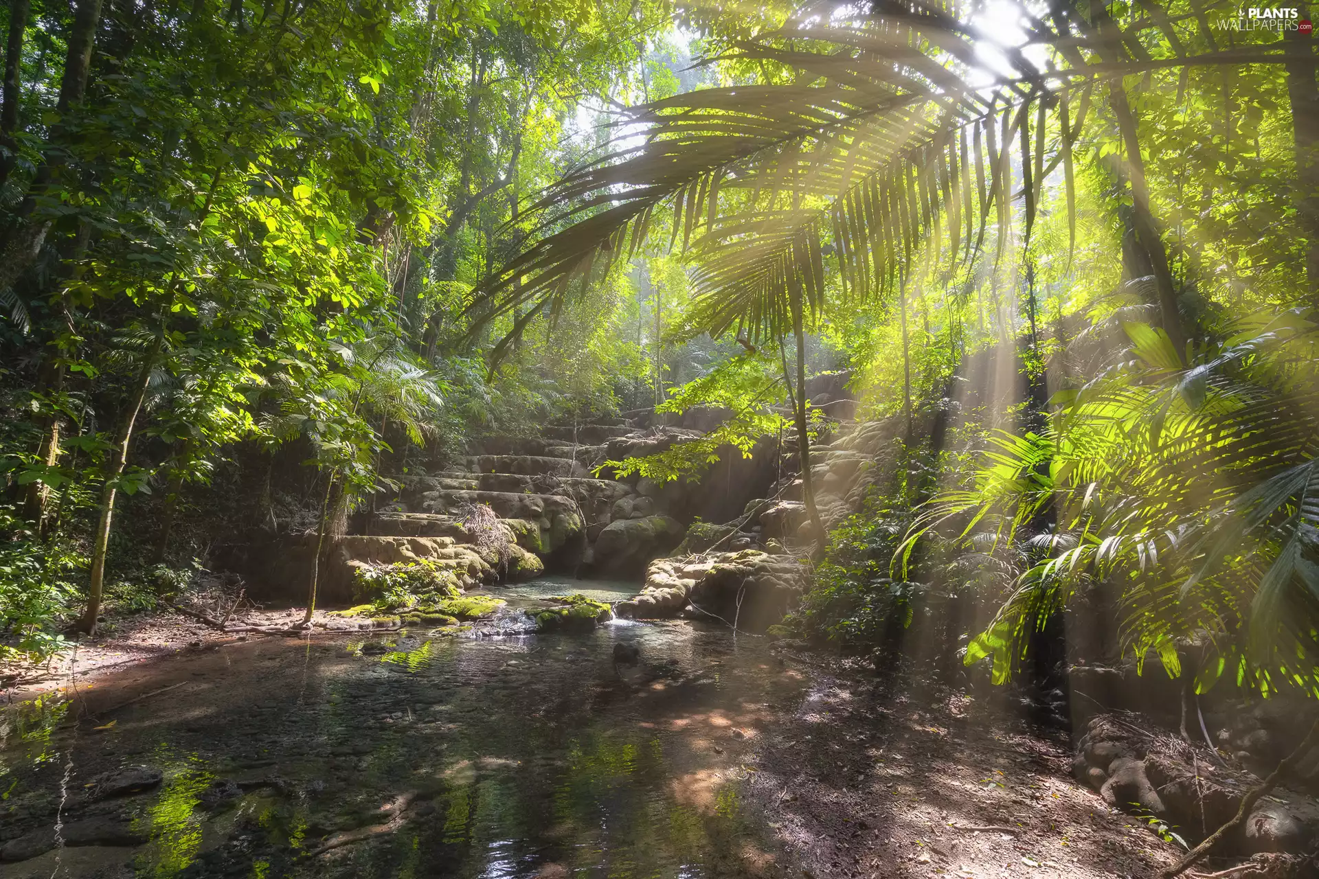 trees, viewes, water, Palm, Stairs, light breaking through sky, jungle, Stone