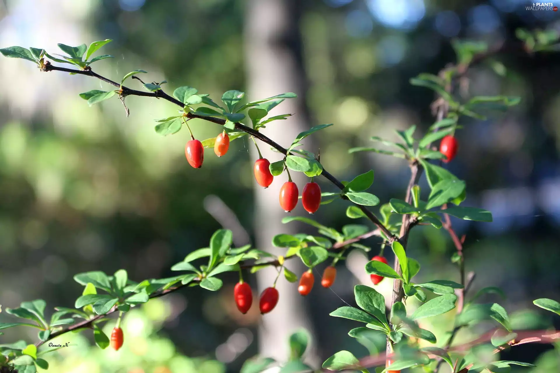 Red, Twigs, leaves, Briar, Fruits, Autumn