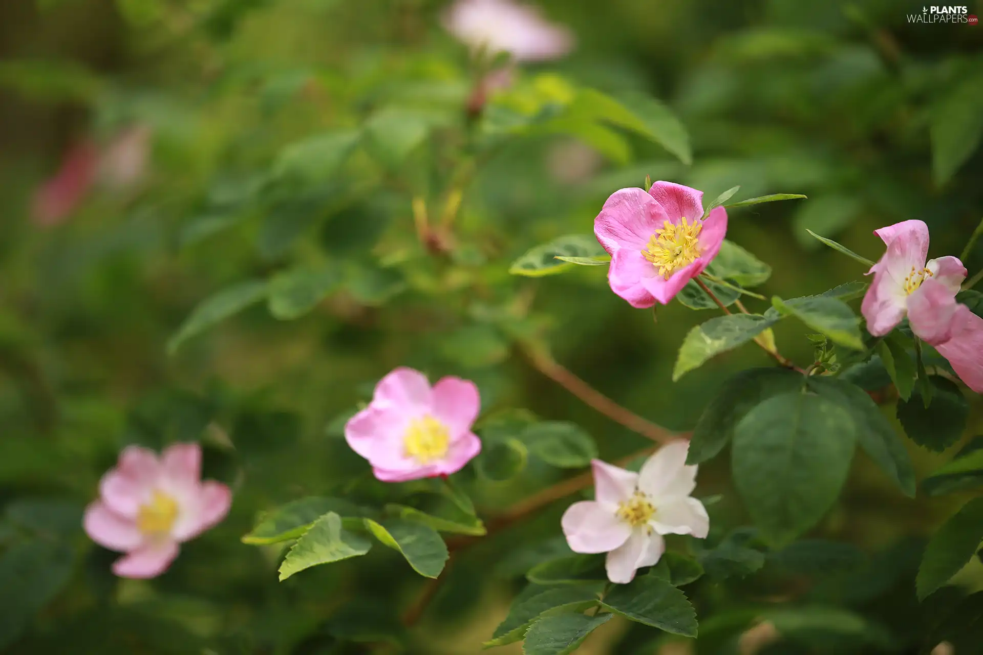 Bush, Pink, Flowers, Briar