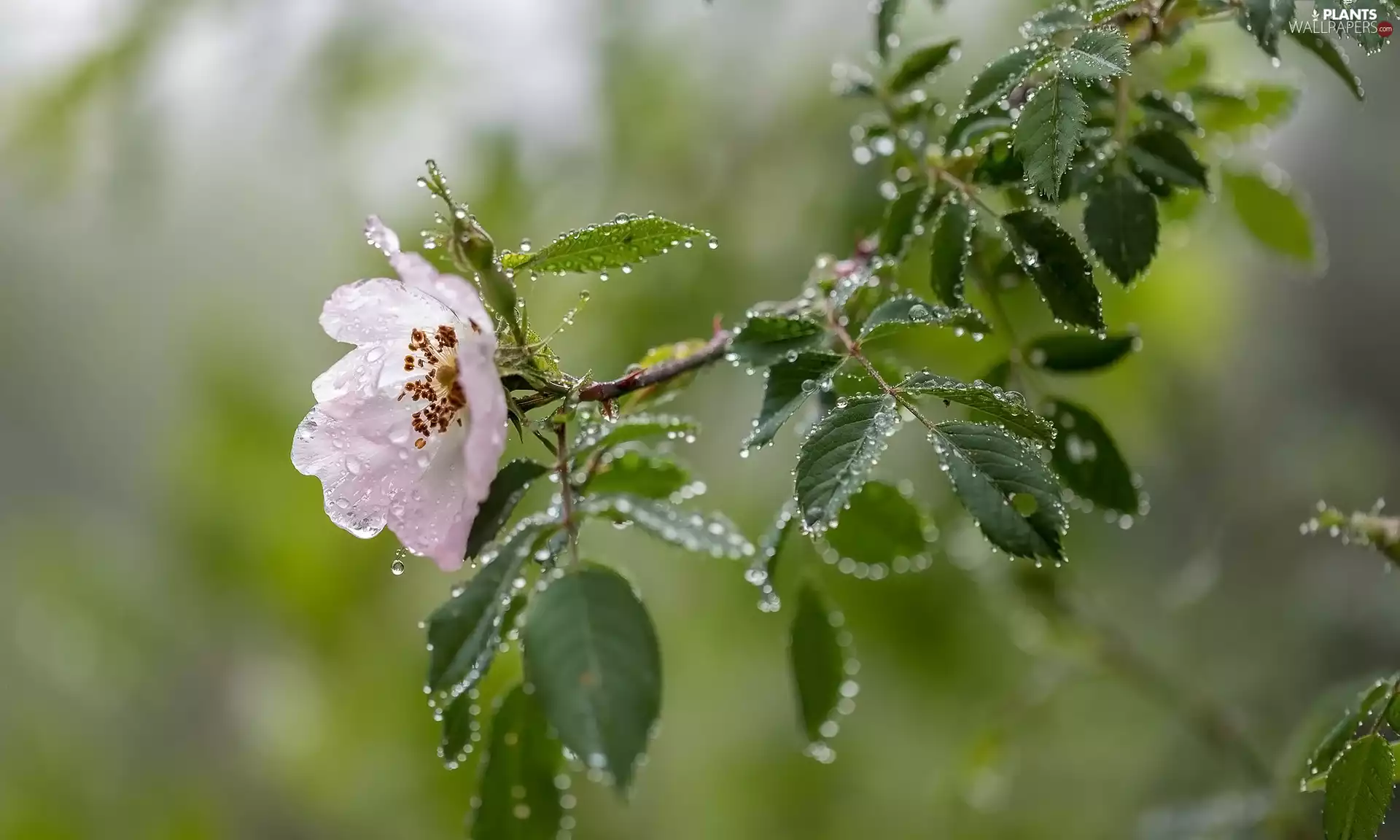Flowers, twig, drops, Briar