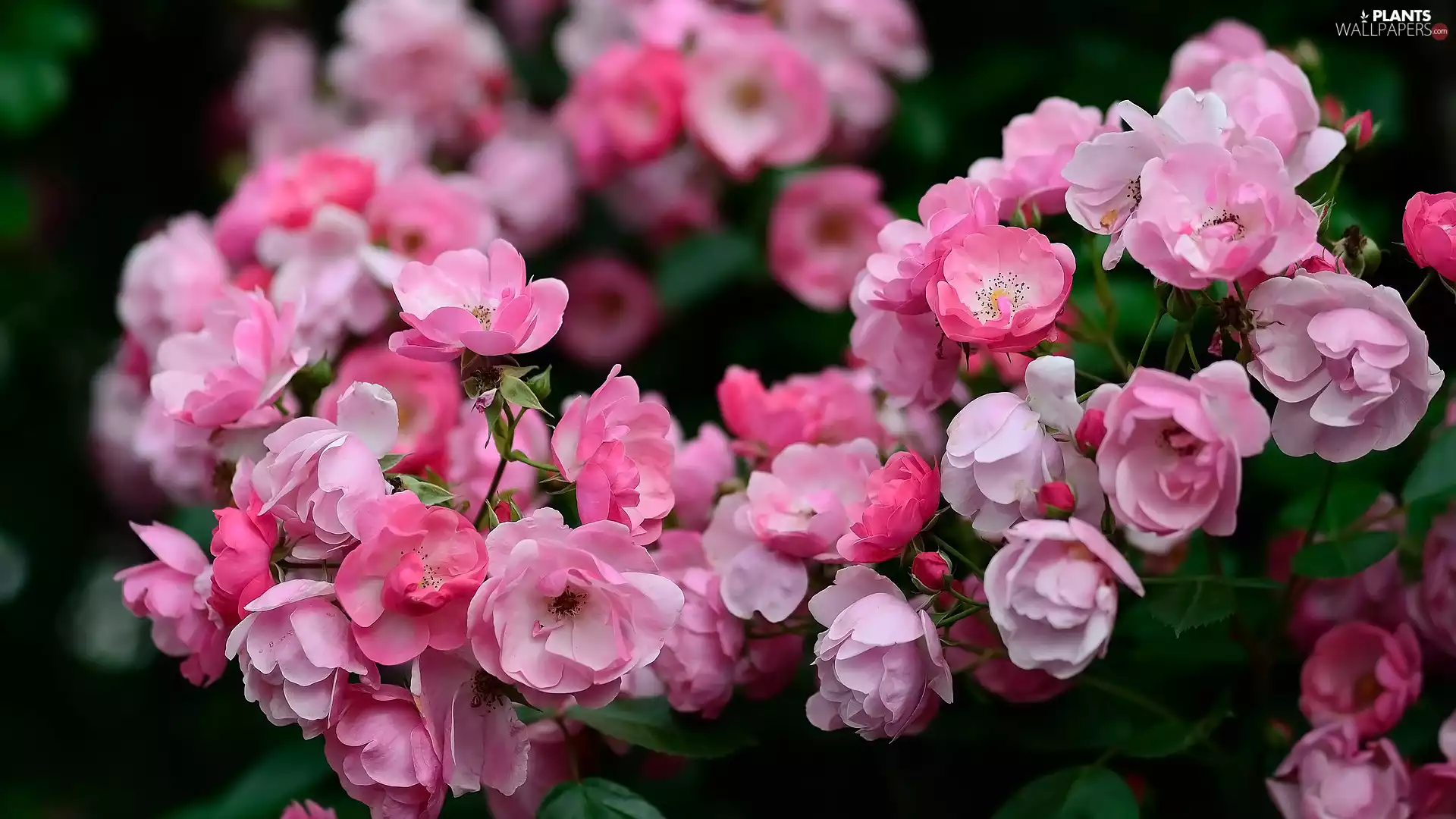Flowers, rose, Twigs, Briar