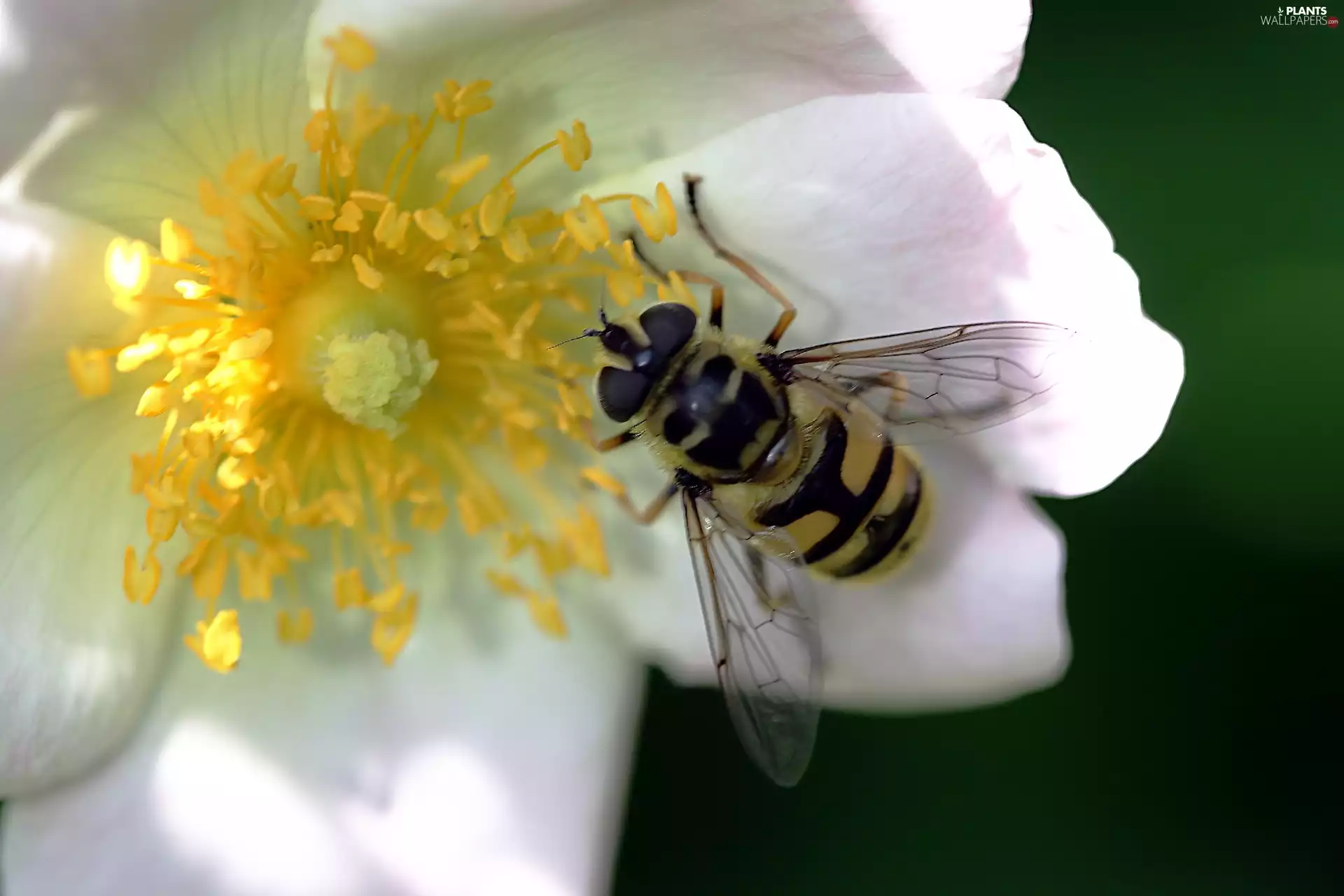 Briar, Marmalade Hoverfly