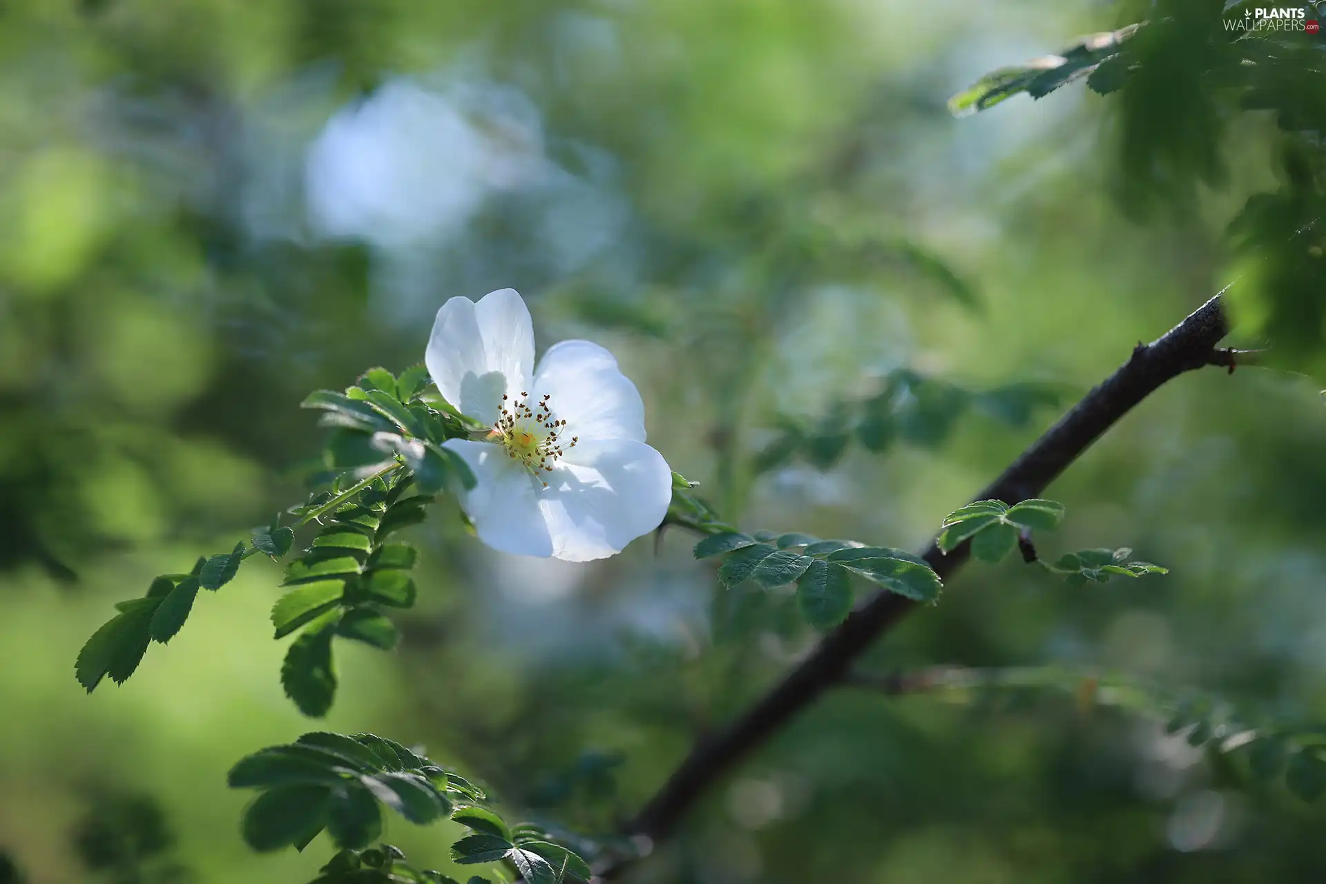 White, Briar, leaves, Colourfull Flowers