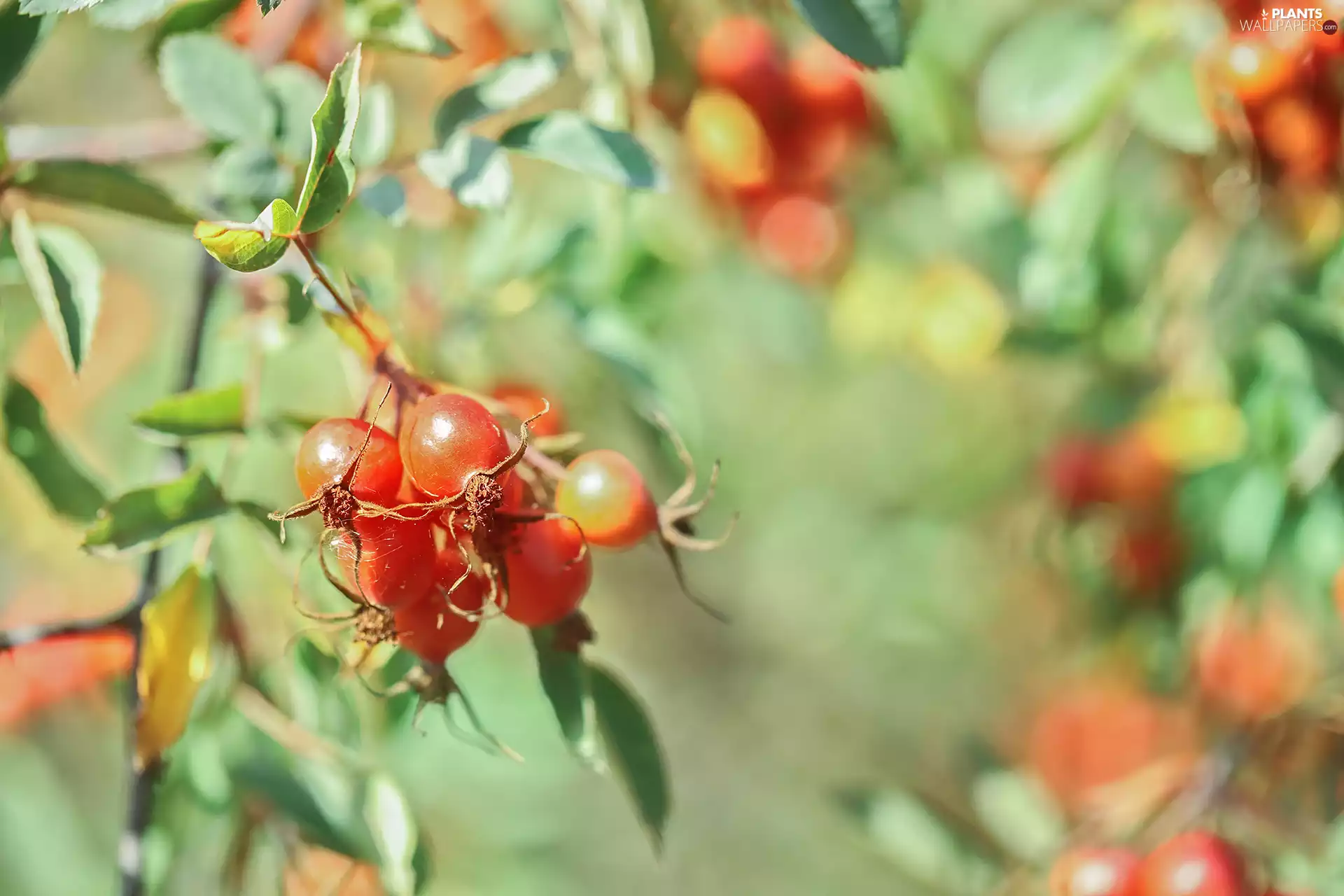Twigs, Red, Fruits, Briar