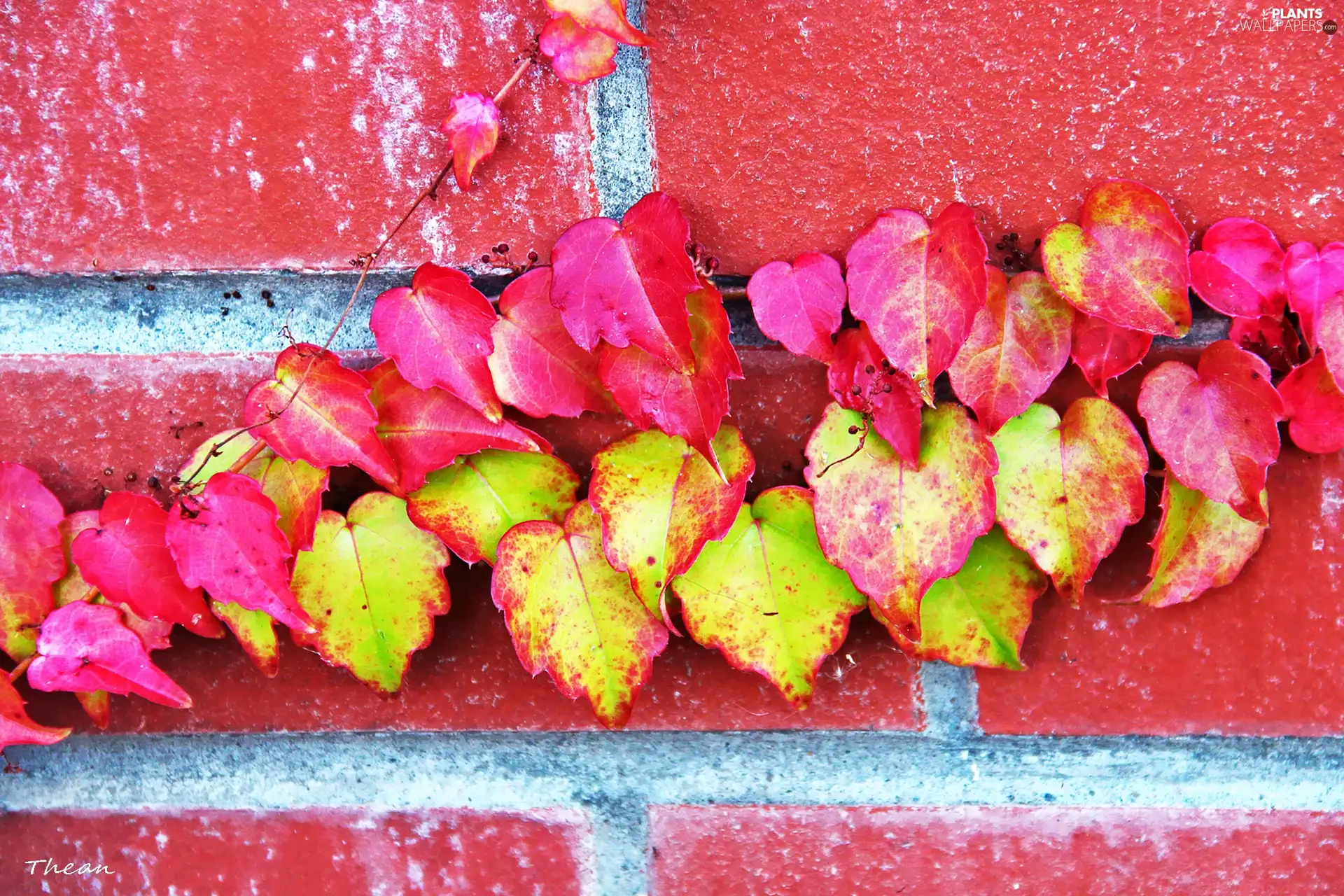 color, wall, brick, Leaf