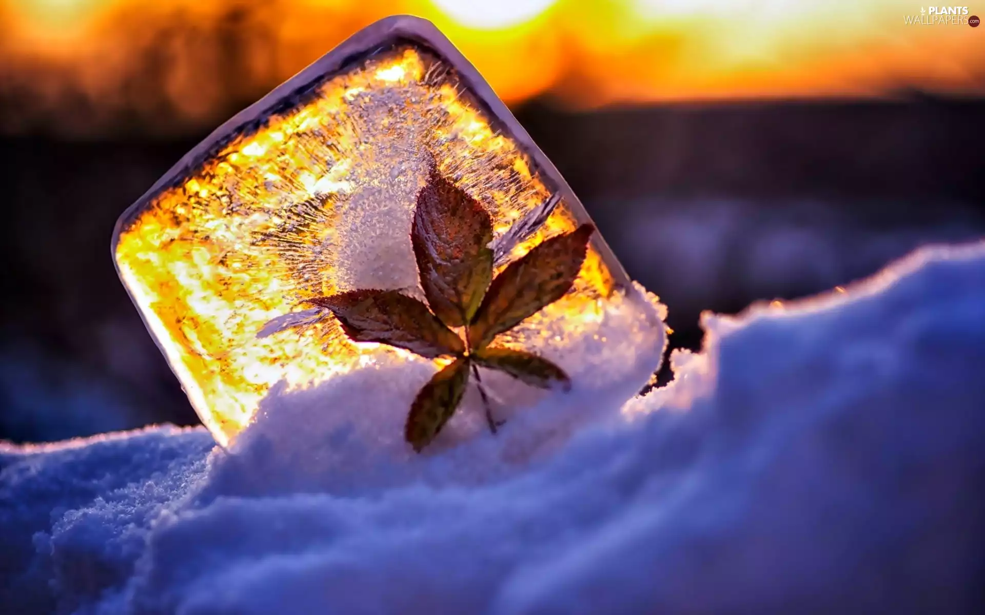 leaf, ice, winter, brick