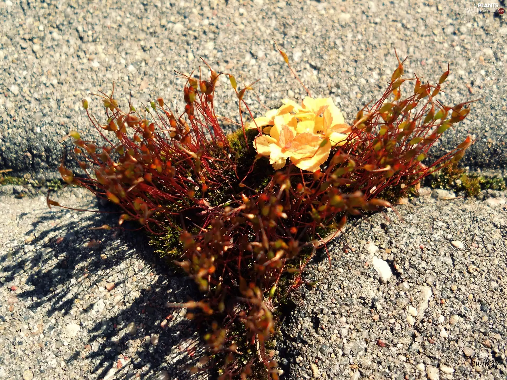 Gray, brick, Yellow, Flower, Moss