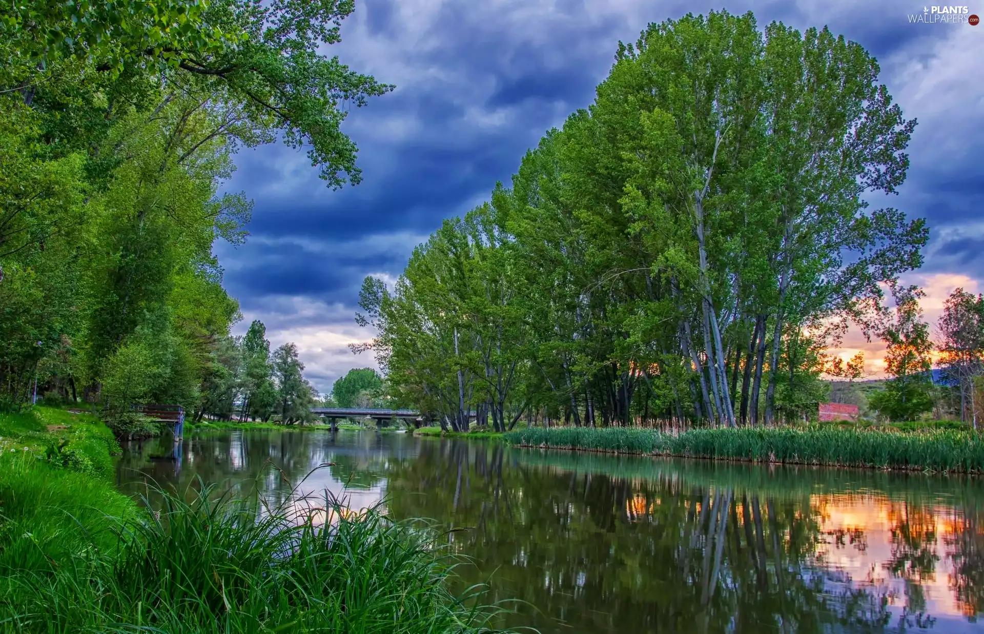 trees, Bulgaria, grass, bridge, viewes, Struma River