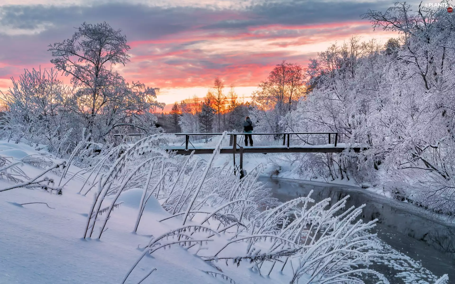 trees, River, Plants, bridge, winter, viewes, Sunrise