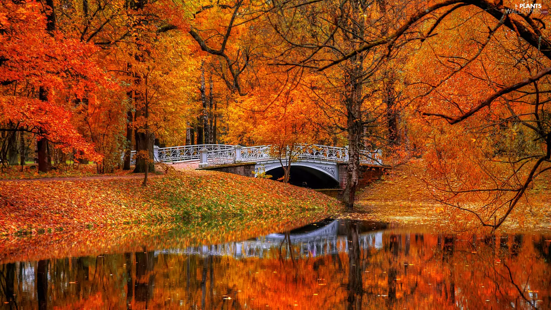 trees, viewes, reflection, River, Leaf, Park, autumn, bridge