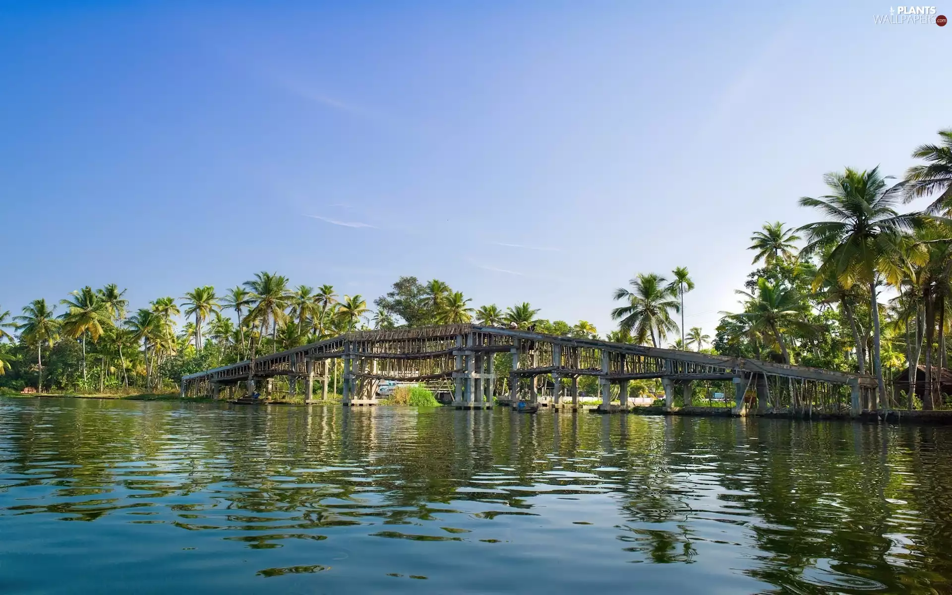 River, Palms, india, bridge
