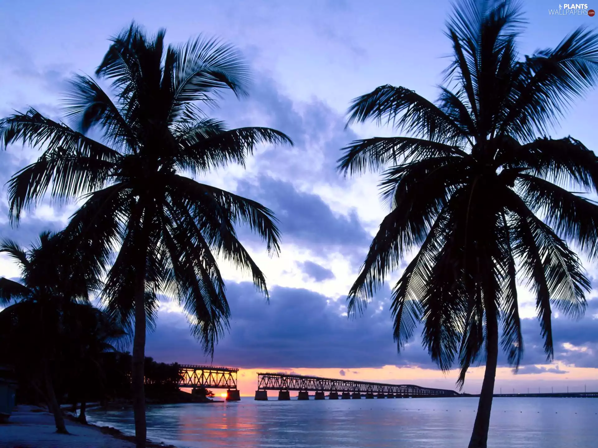 bridge, Palms, River
