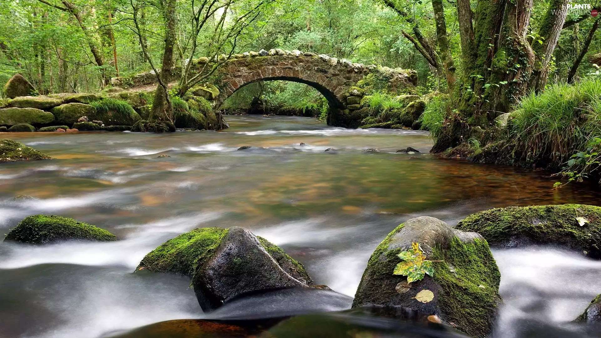 mossy, forest, stone, bridge, boulders, River