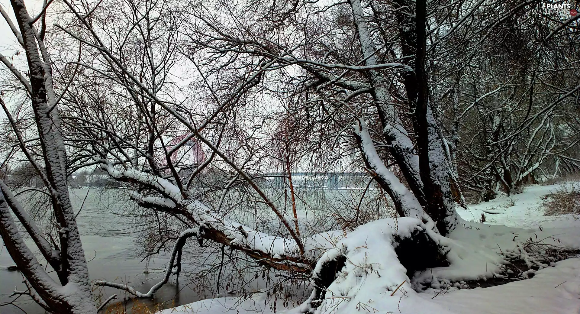 trees, winter, River, bridge, viewes, Snowy