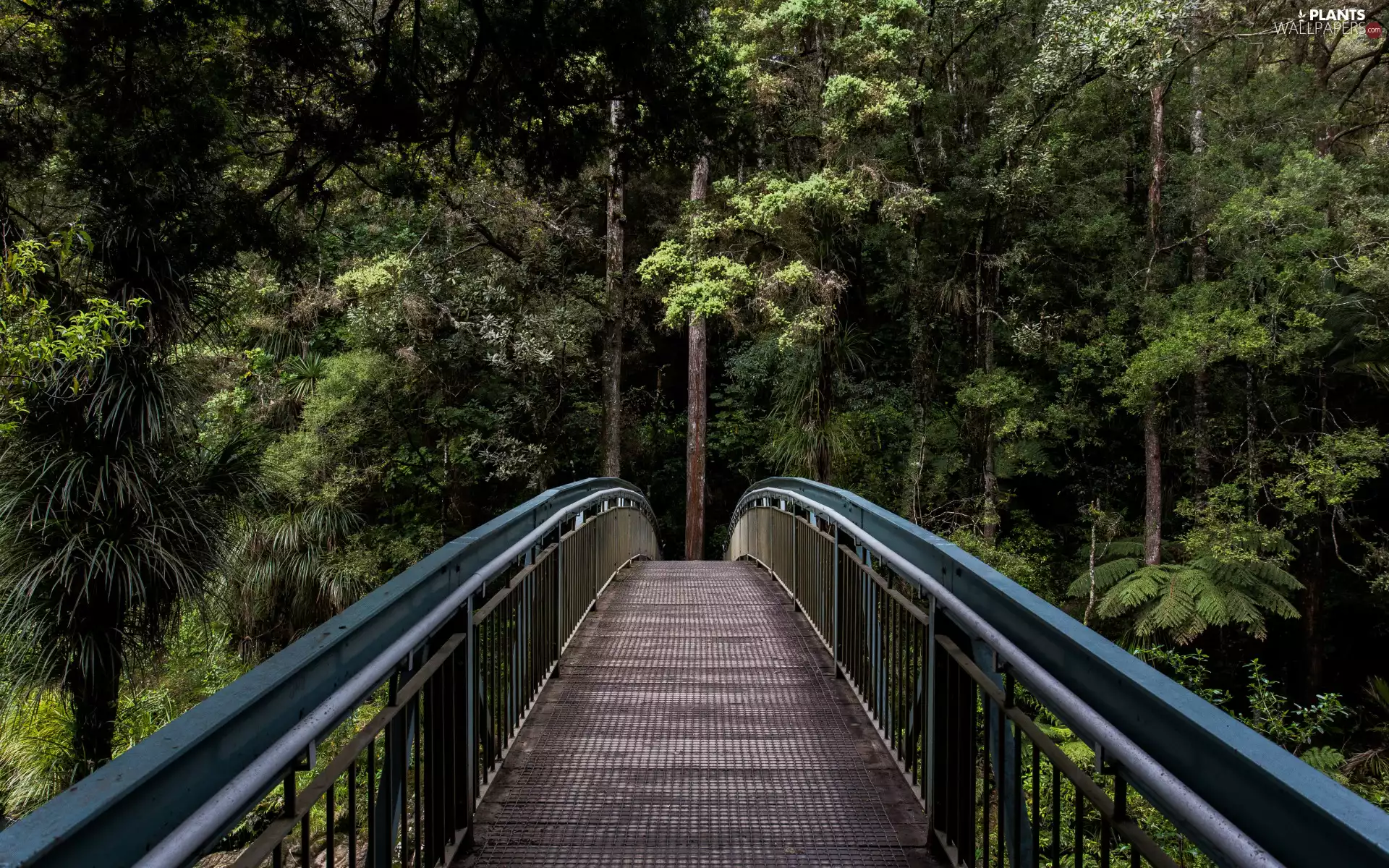 Metal, bridge, trees, viewes, forest