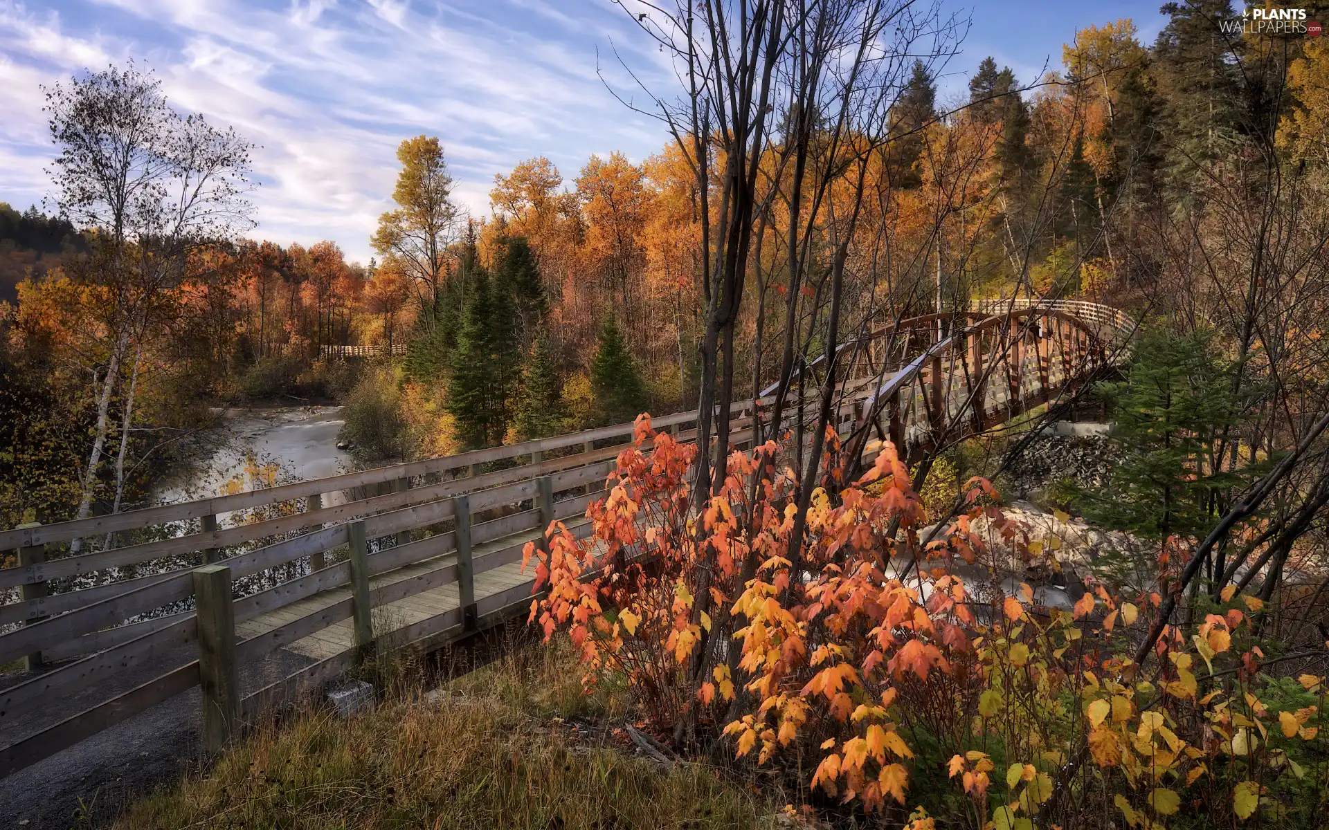 viewes, autumn, River, bridge, Bush, trees
